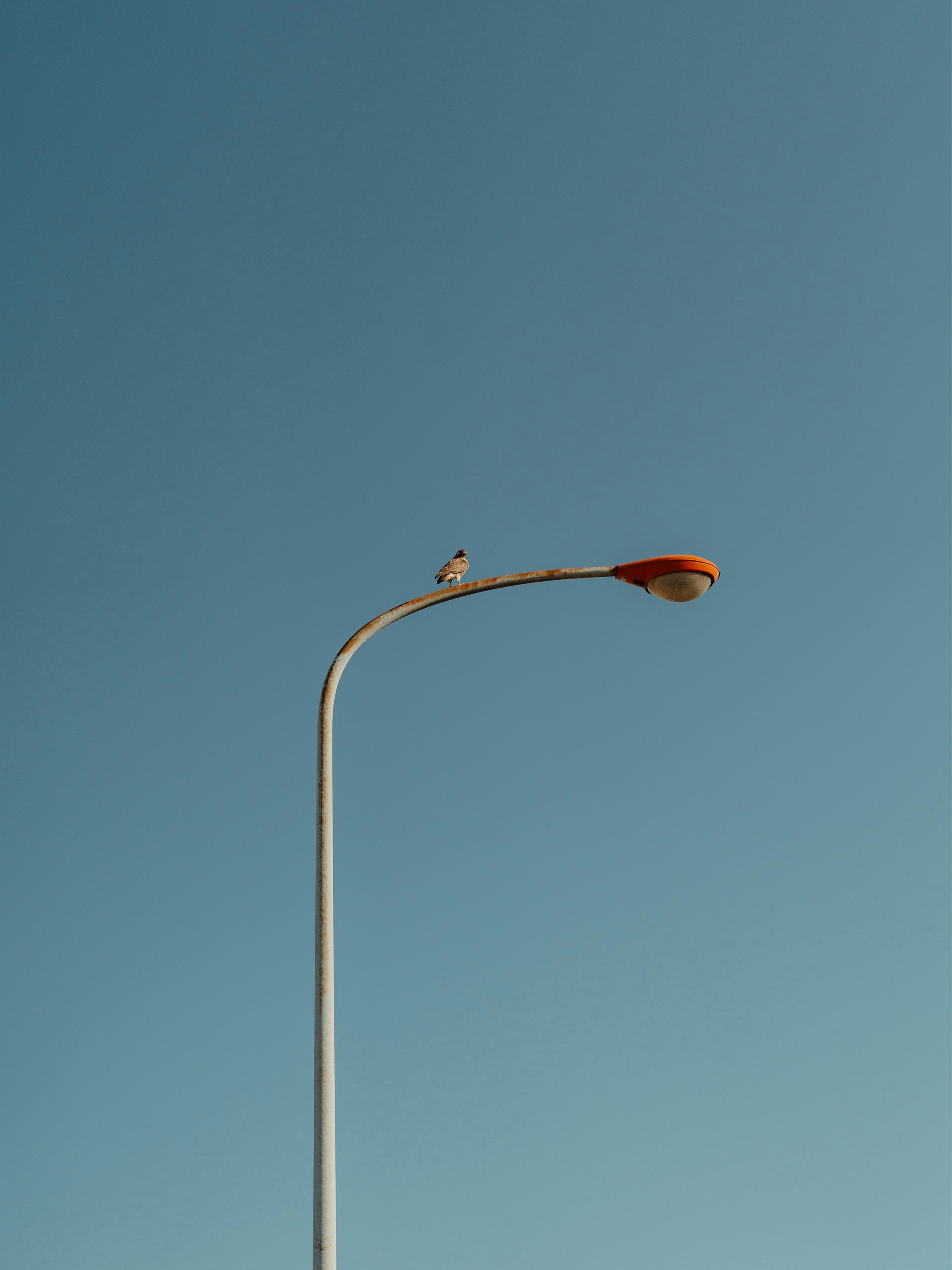 A small bird perched on a street lamp.