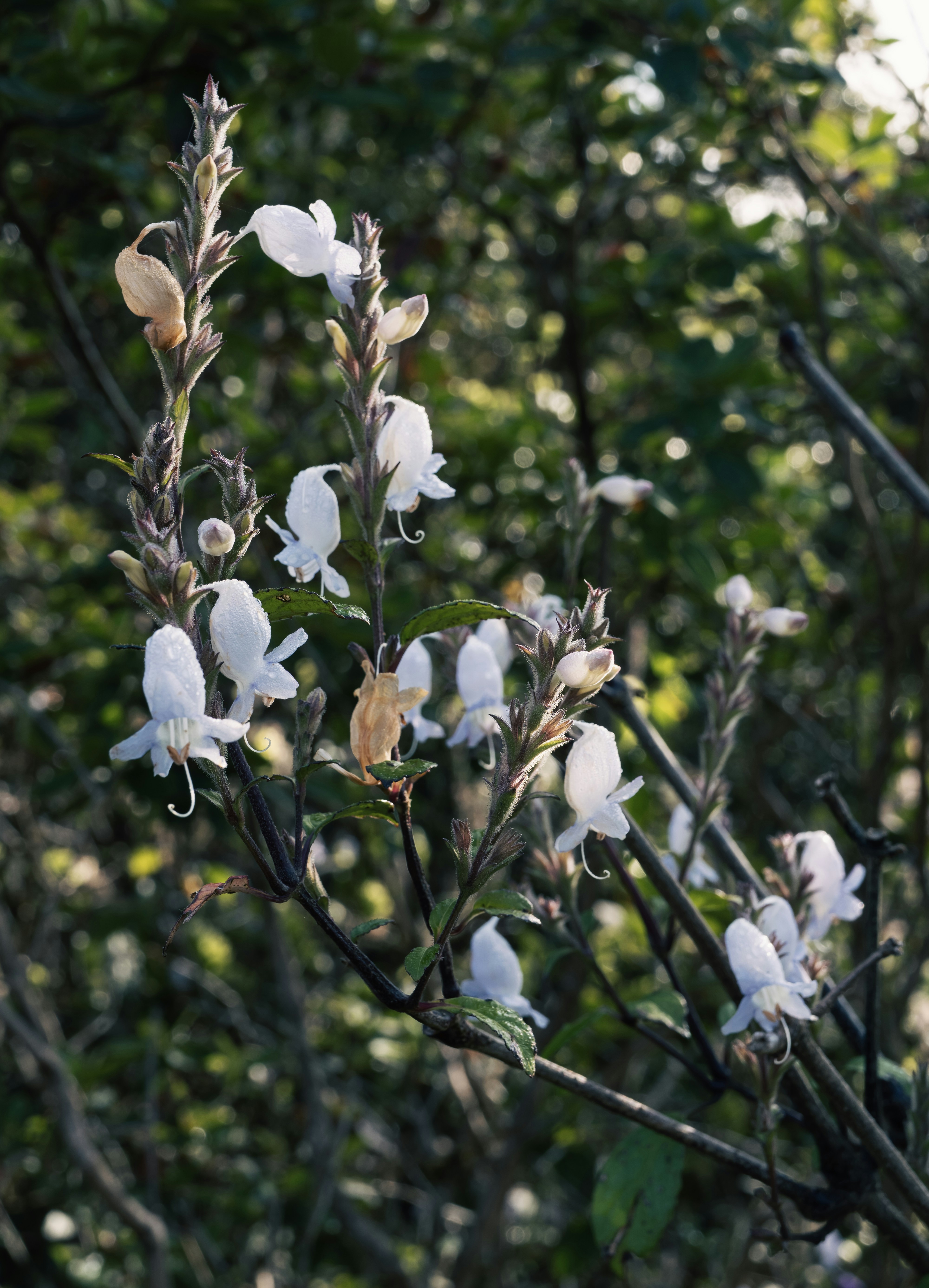 Delicate white flowers bloom on a dark stem.
