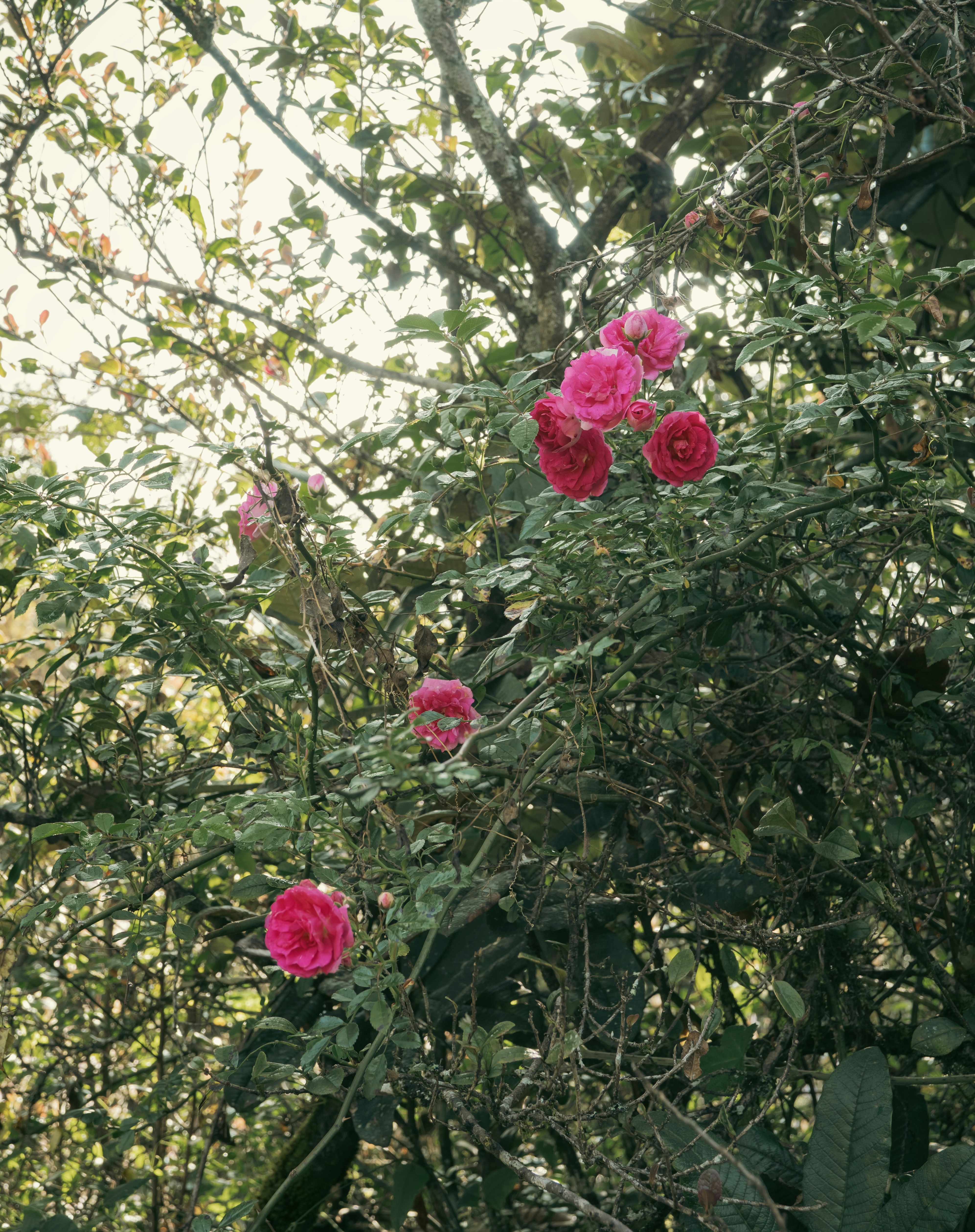 Pink roses blooming on a leafy green bush.