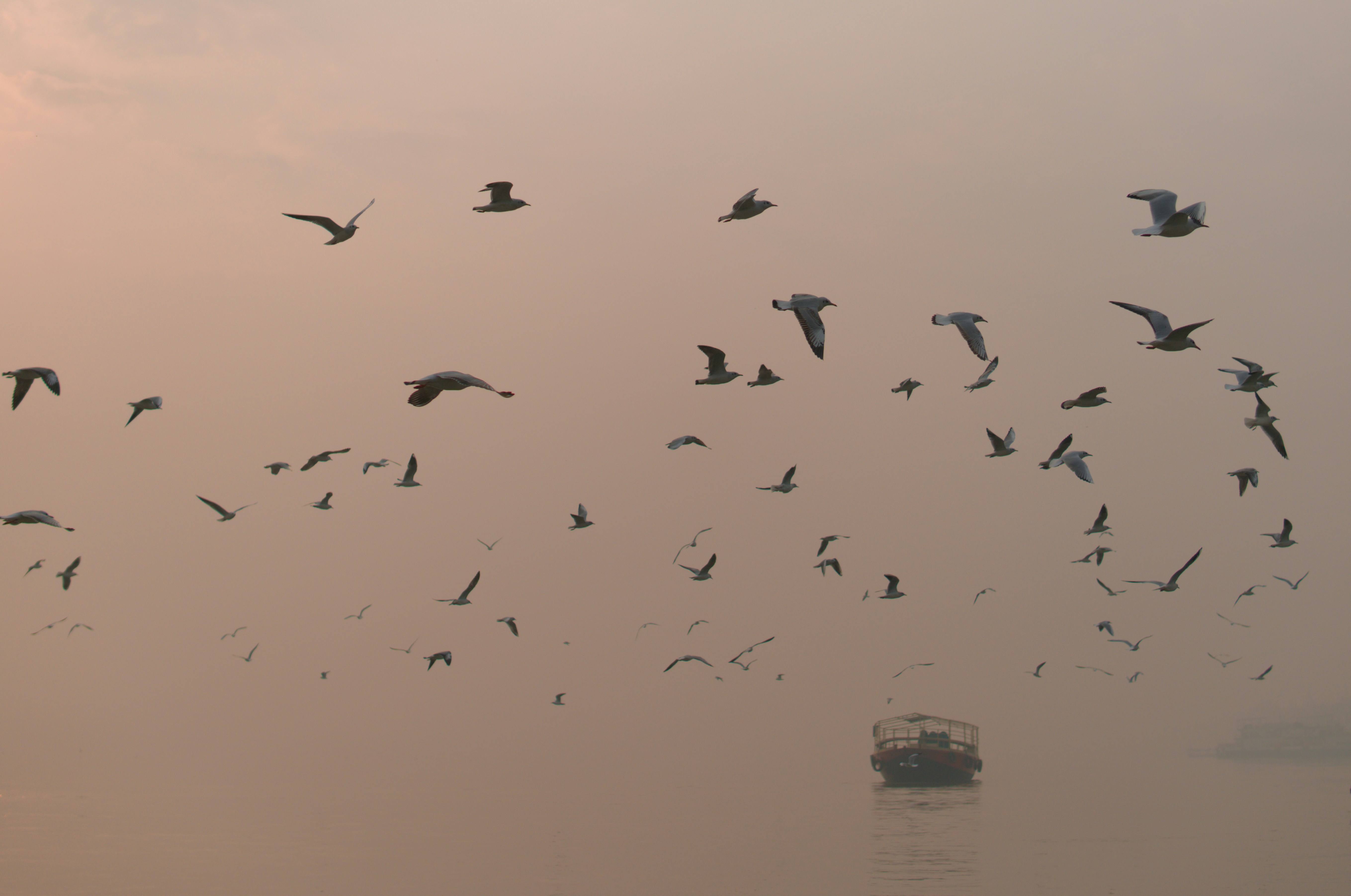 Flock of seagulls flying over a boat at sunset.