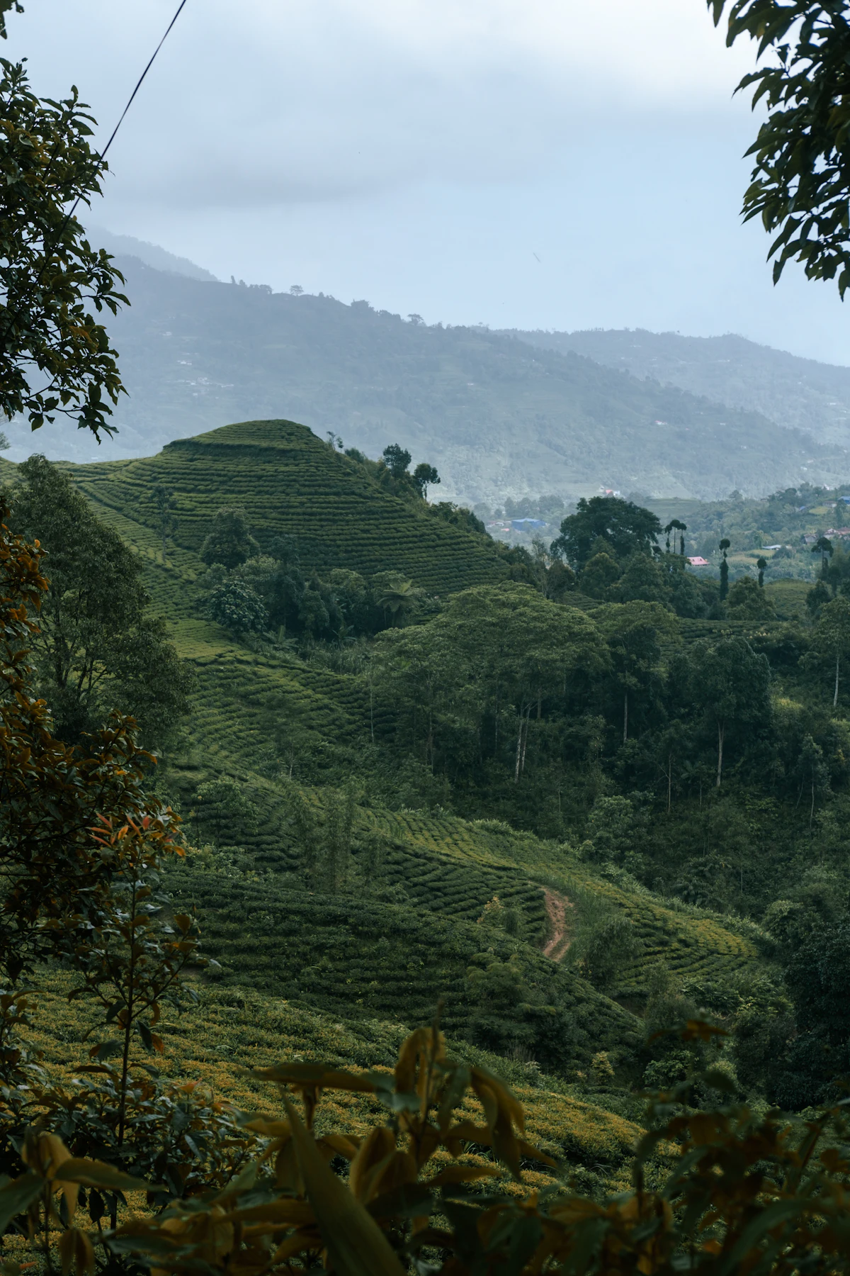 Kebun teh hijau di perbukitan