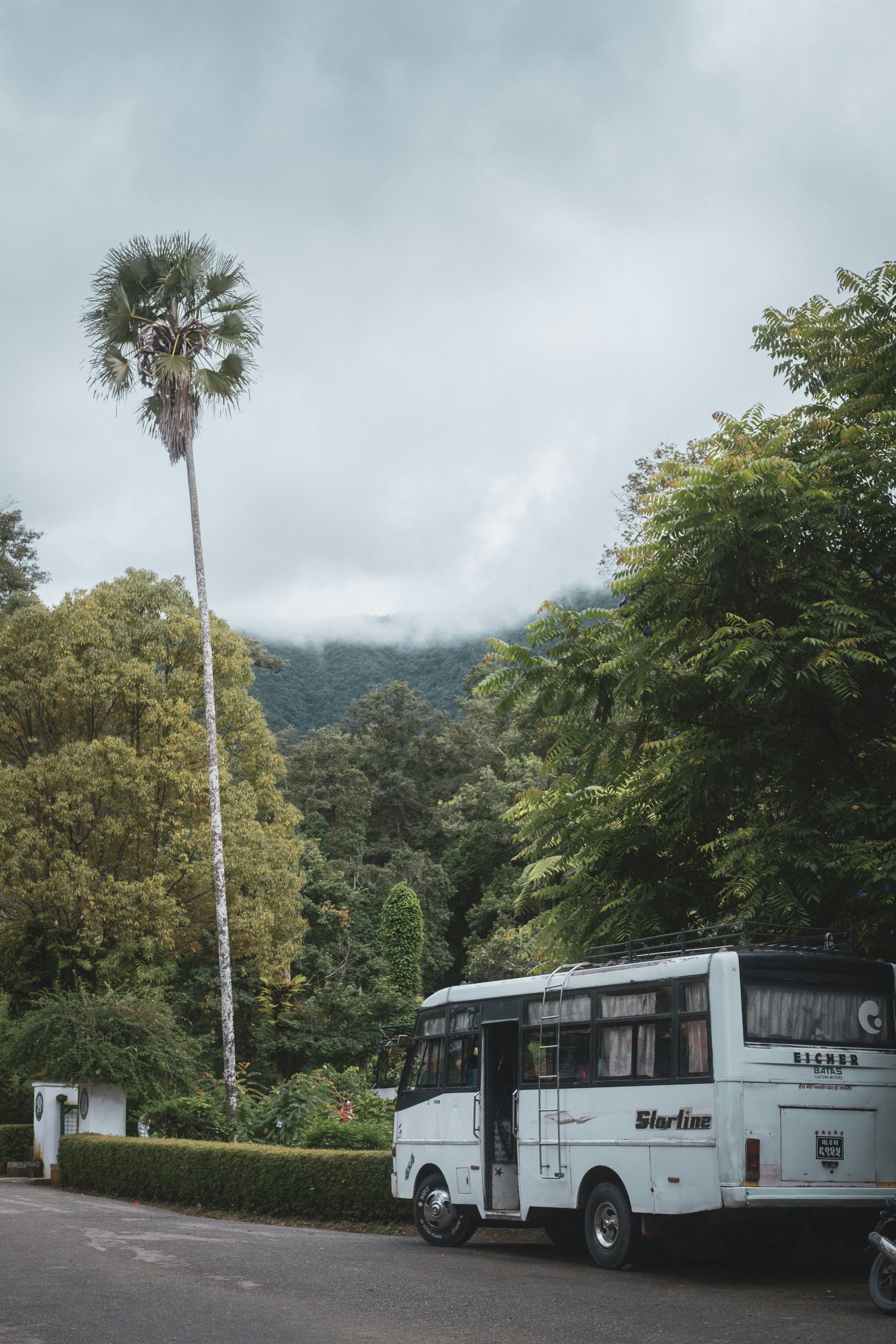 A white bus parked near a tall palm tree.