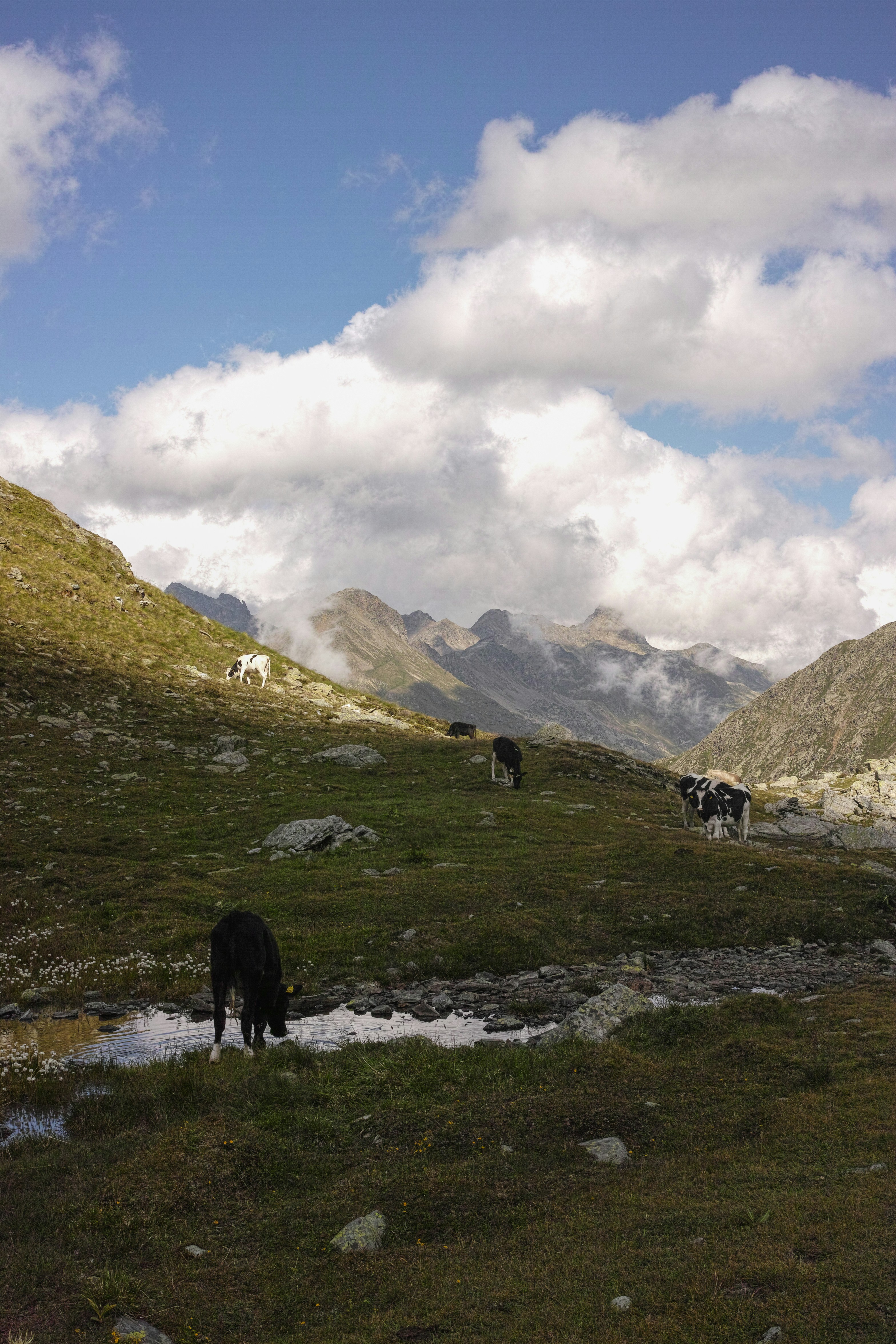 Cows grazing on a grassy hillside with mountains behind
