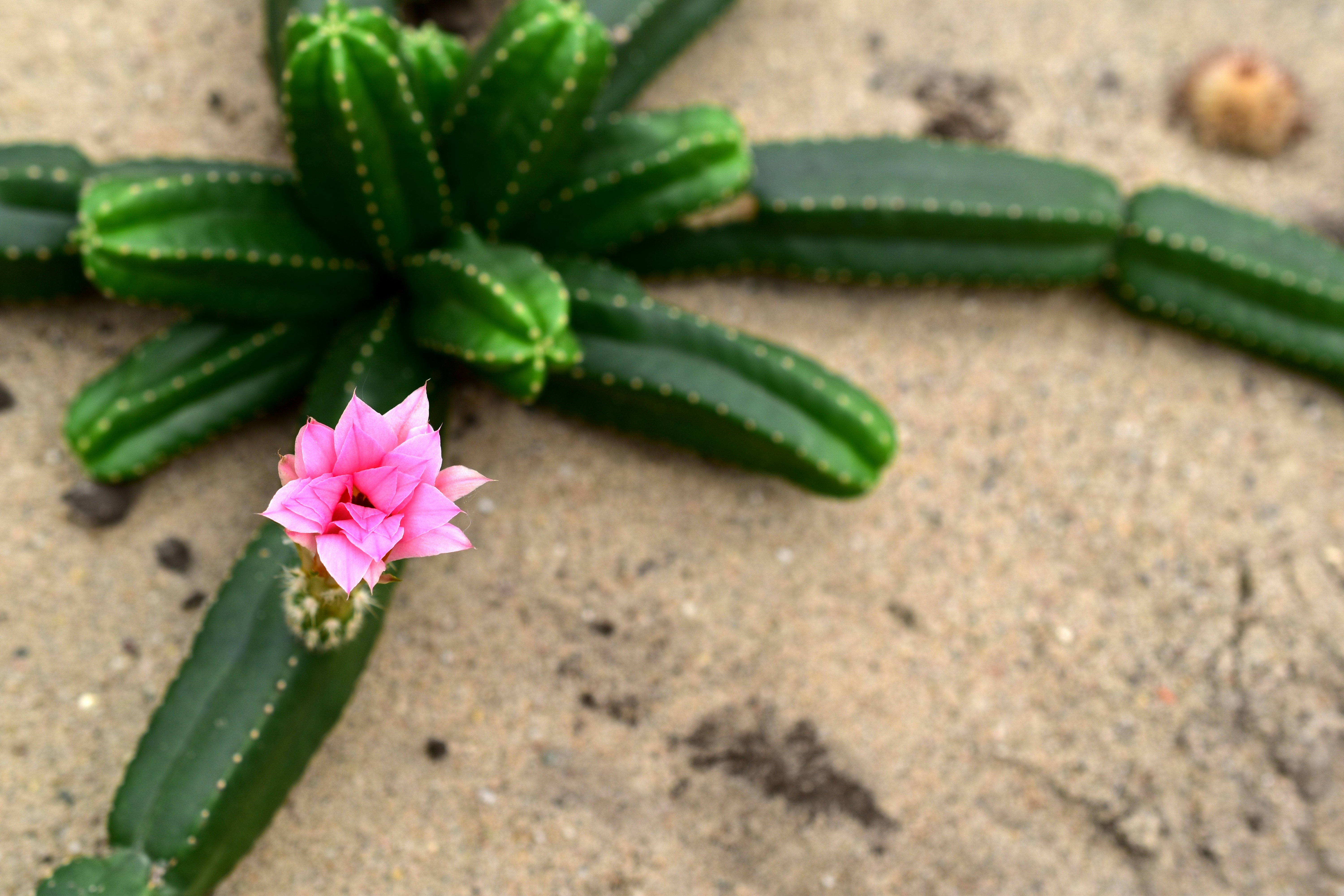 A small pink flower blooms on a green cactus.