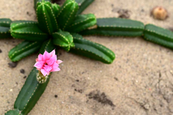 A small pink flower blooms on a green cactus.