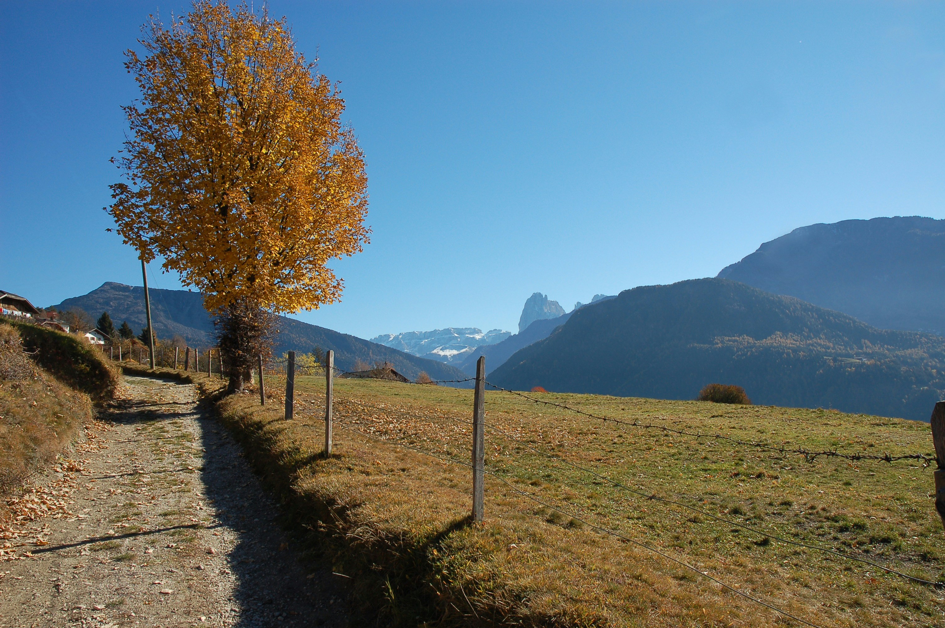 Herbstbaum neben einem Feldweg mit Bergen.