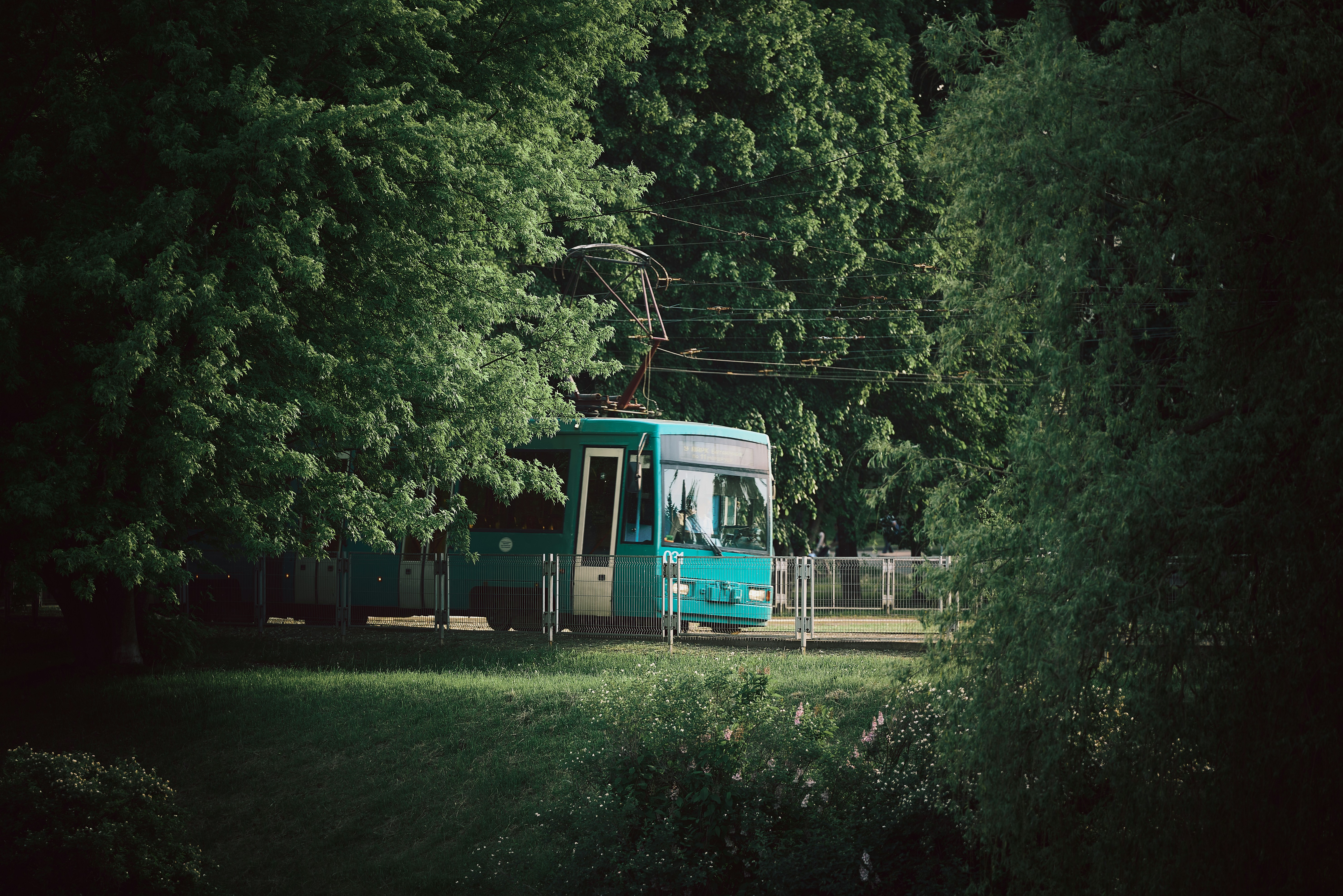 A teal tram travels through lush green trees.