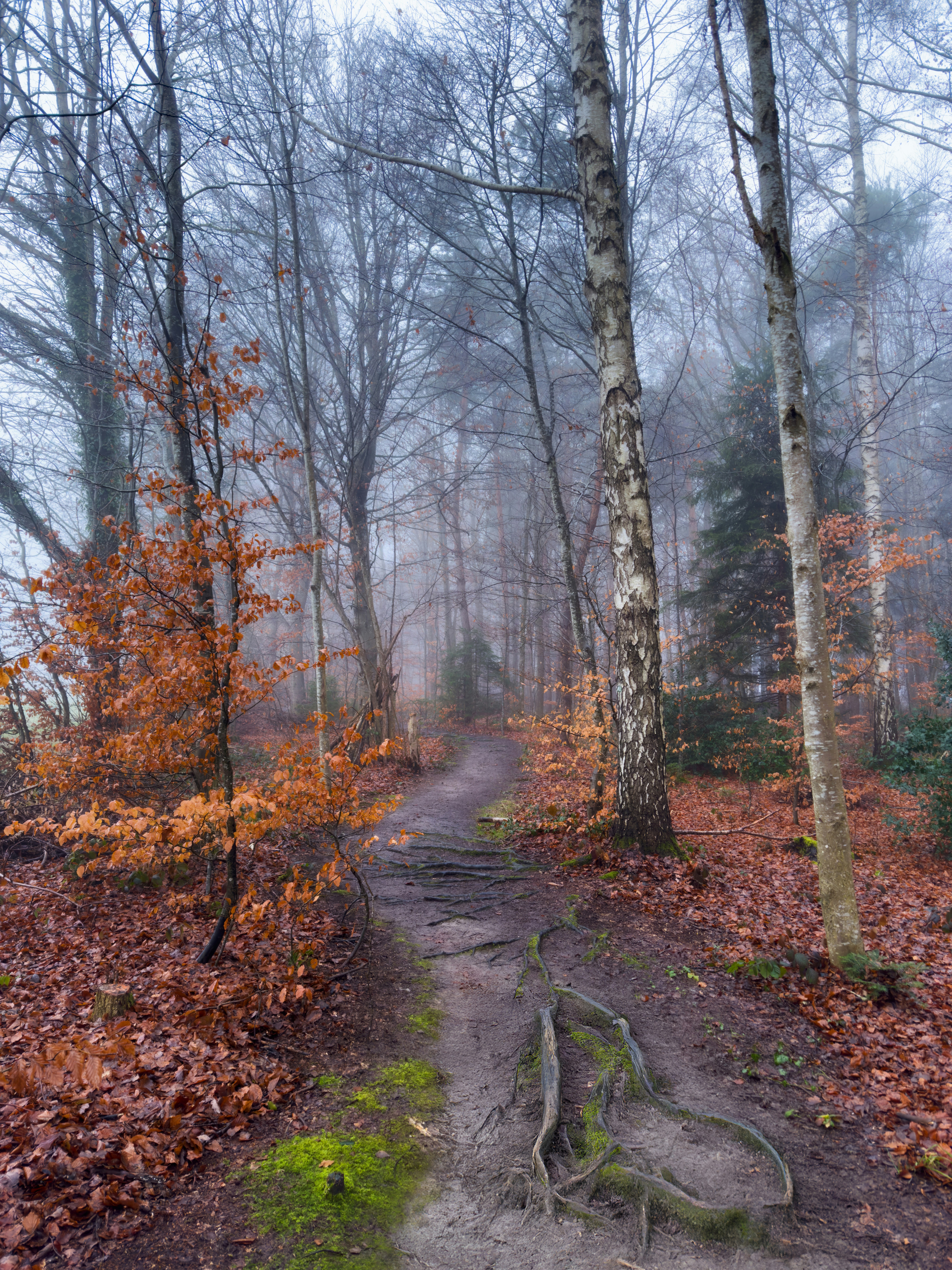落ち葉が散る霧のかかった森の小道