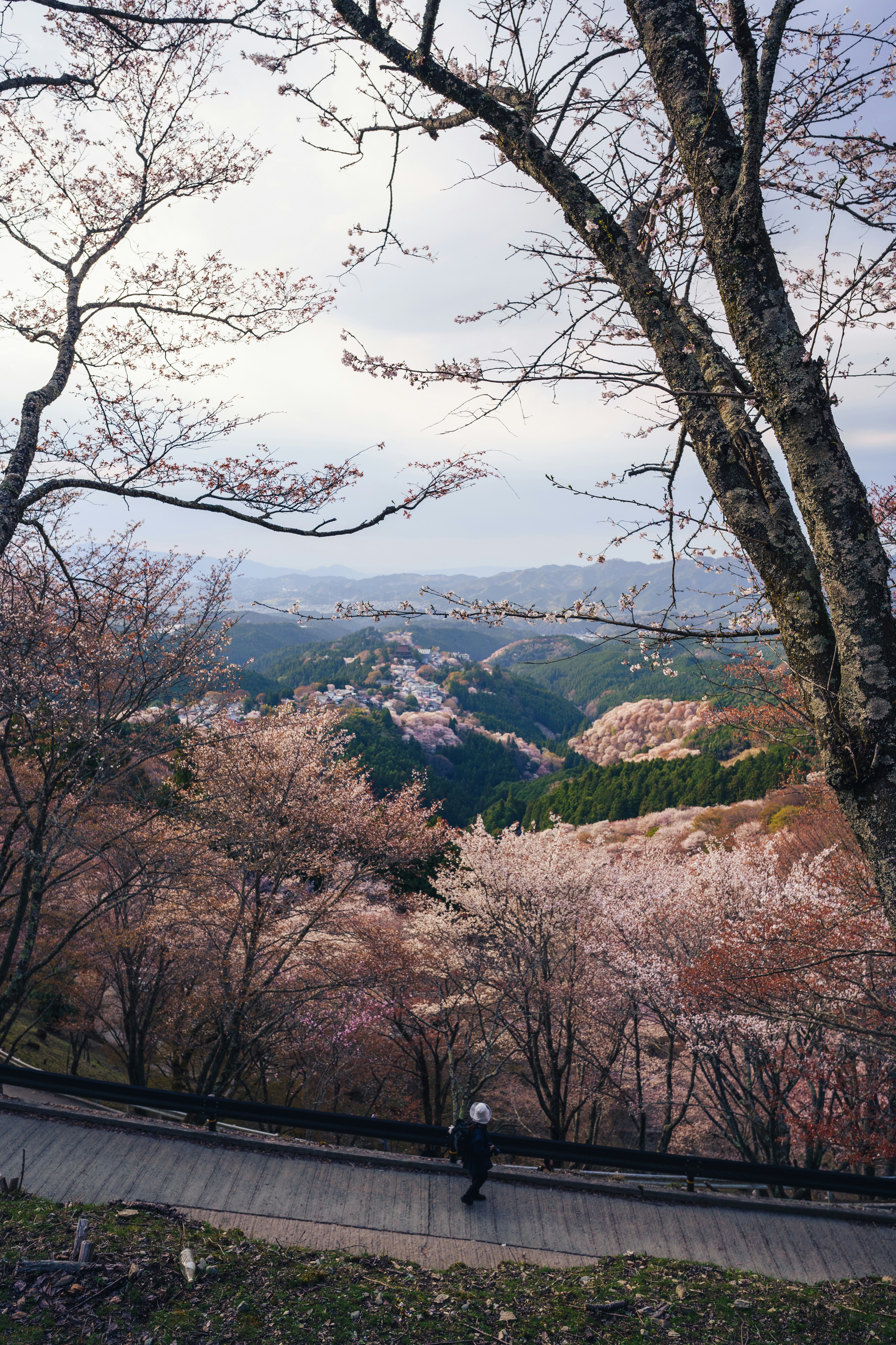 Person walks on path surrounded by blooming cherry blossom trees.