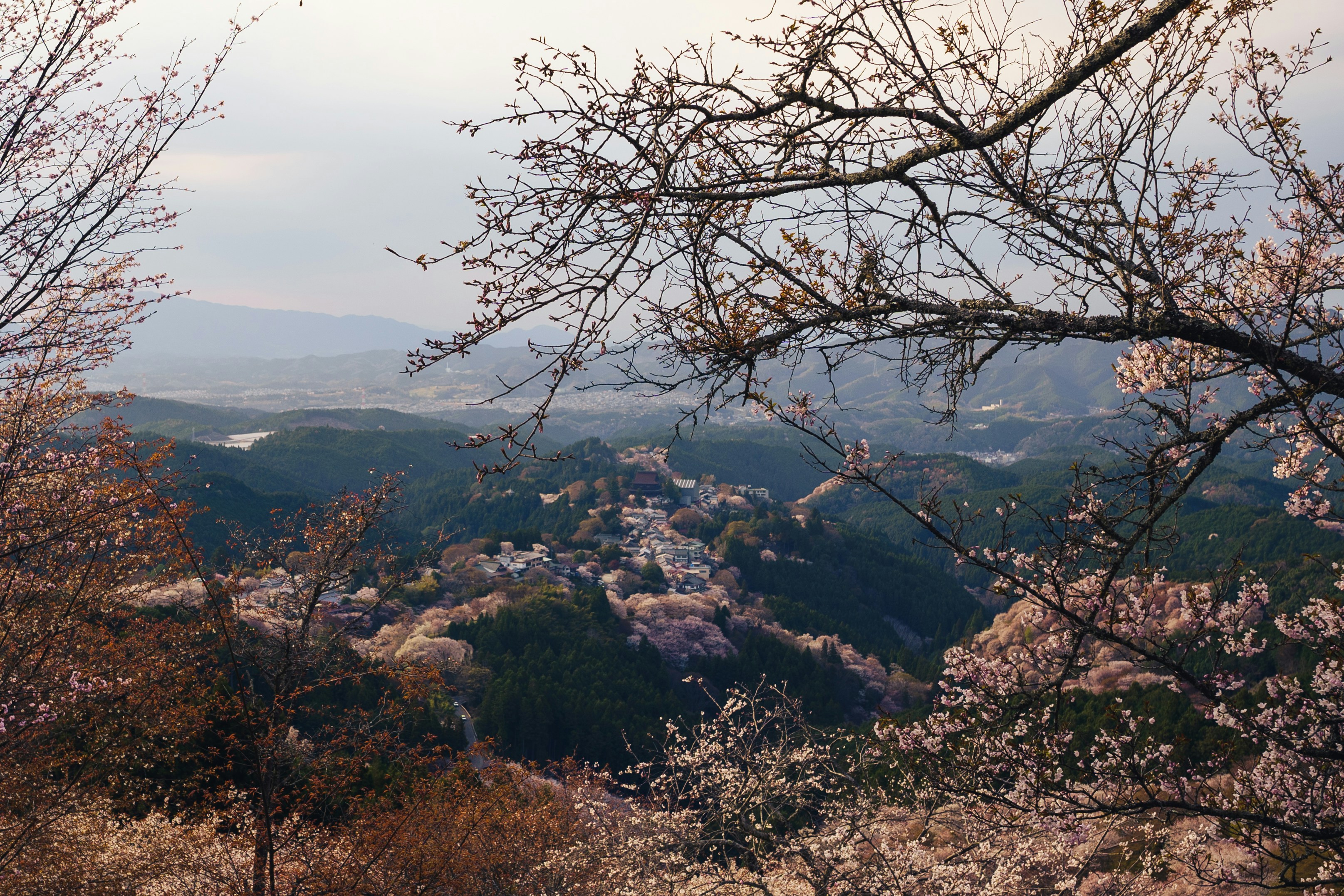 Cherry blossoms bloom over rolling hills and distant mountains.