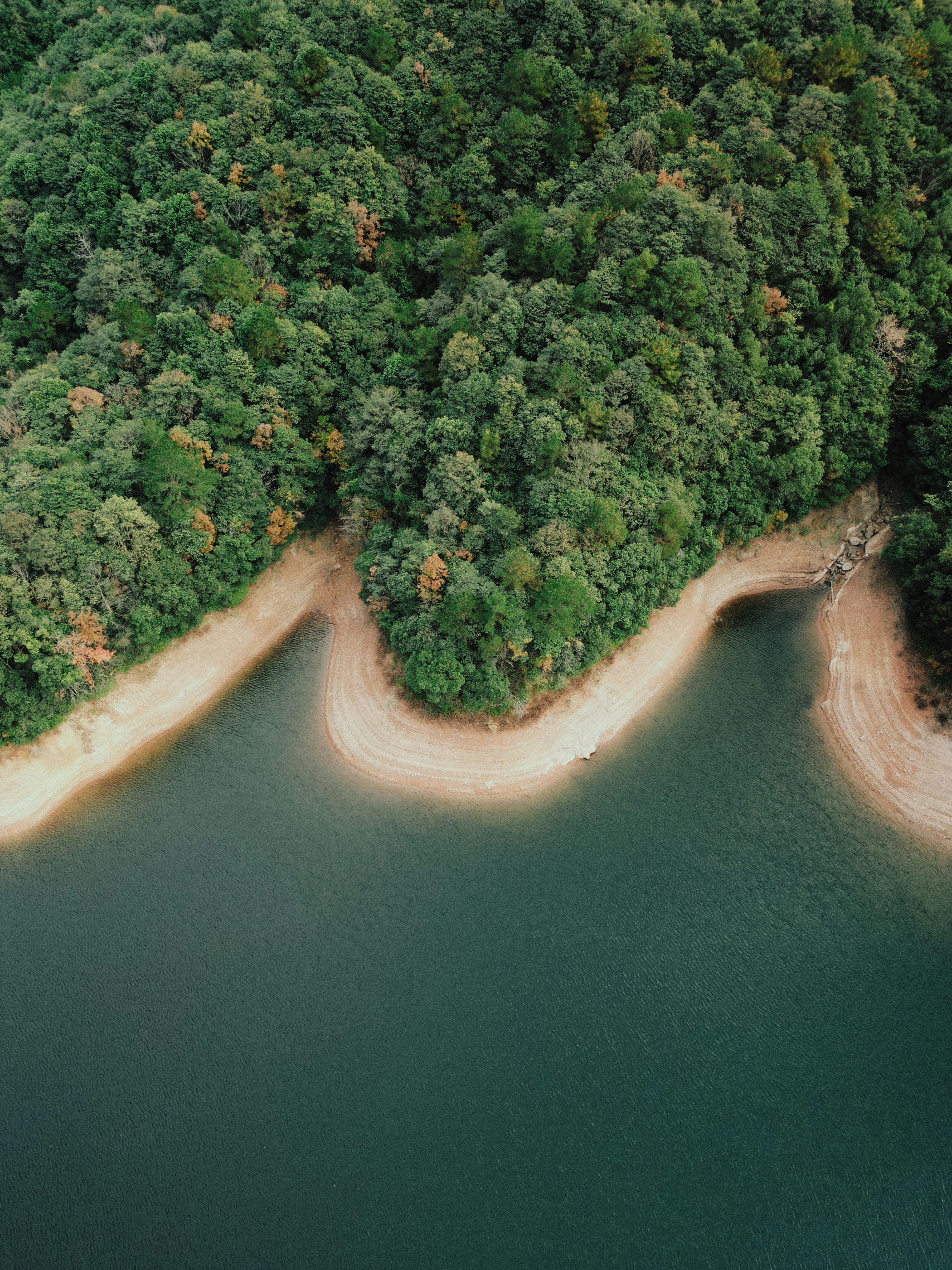 Green forest meets tranquil blue water with sandy shore.