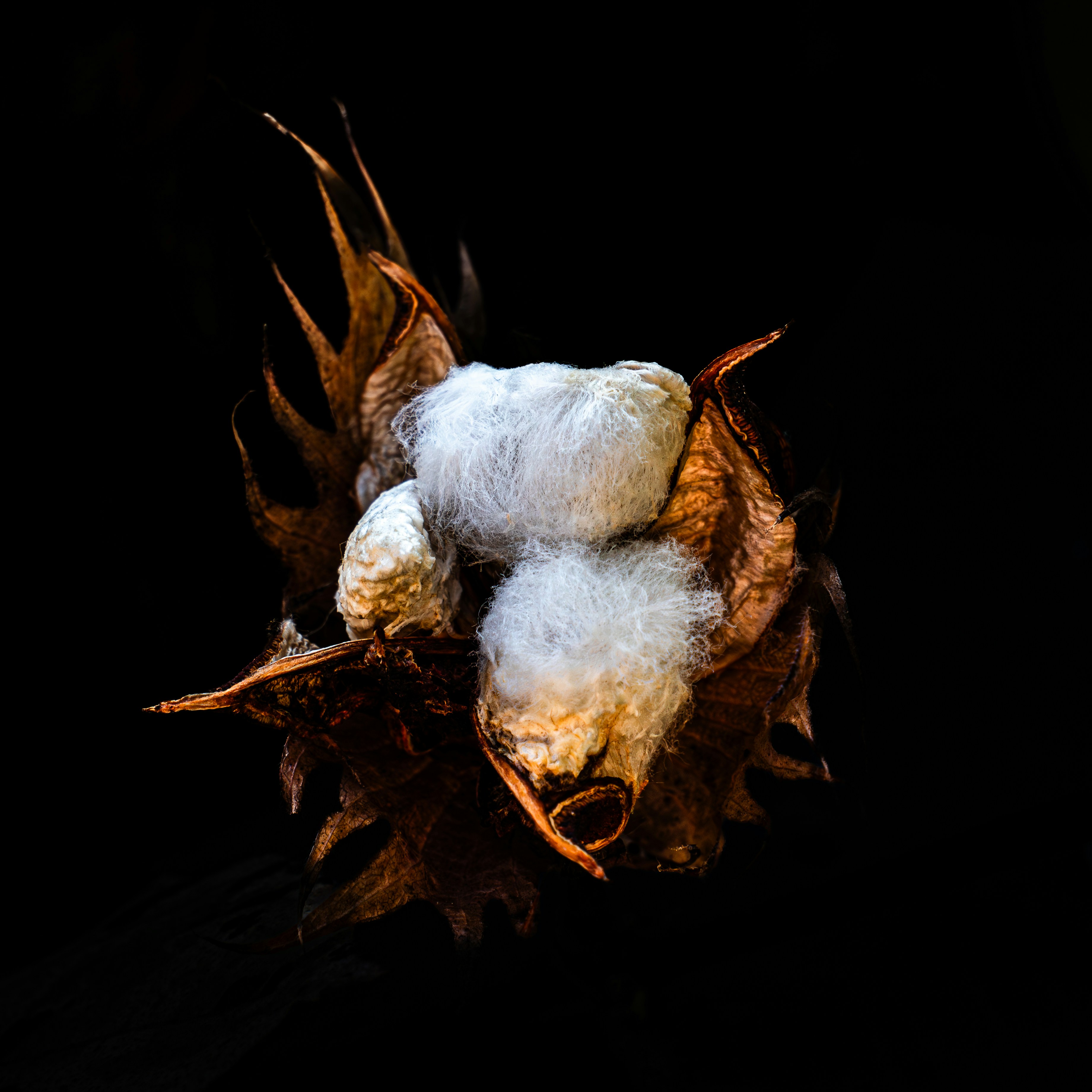 A close-up view of a cotton boll on black background