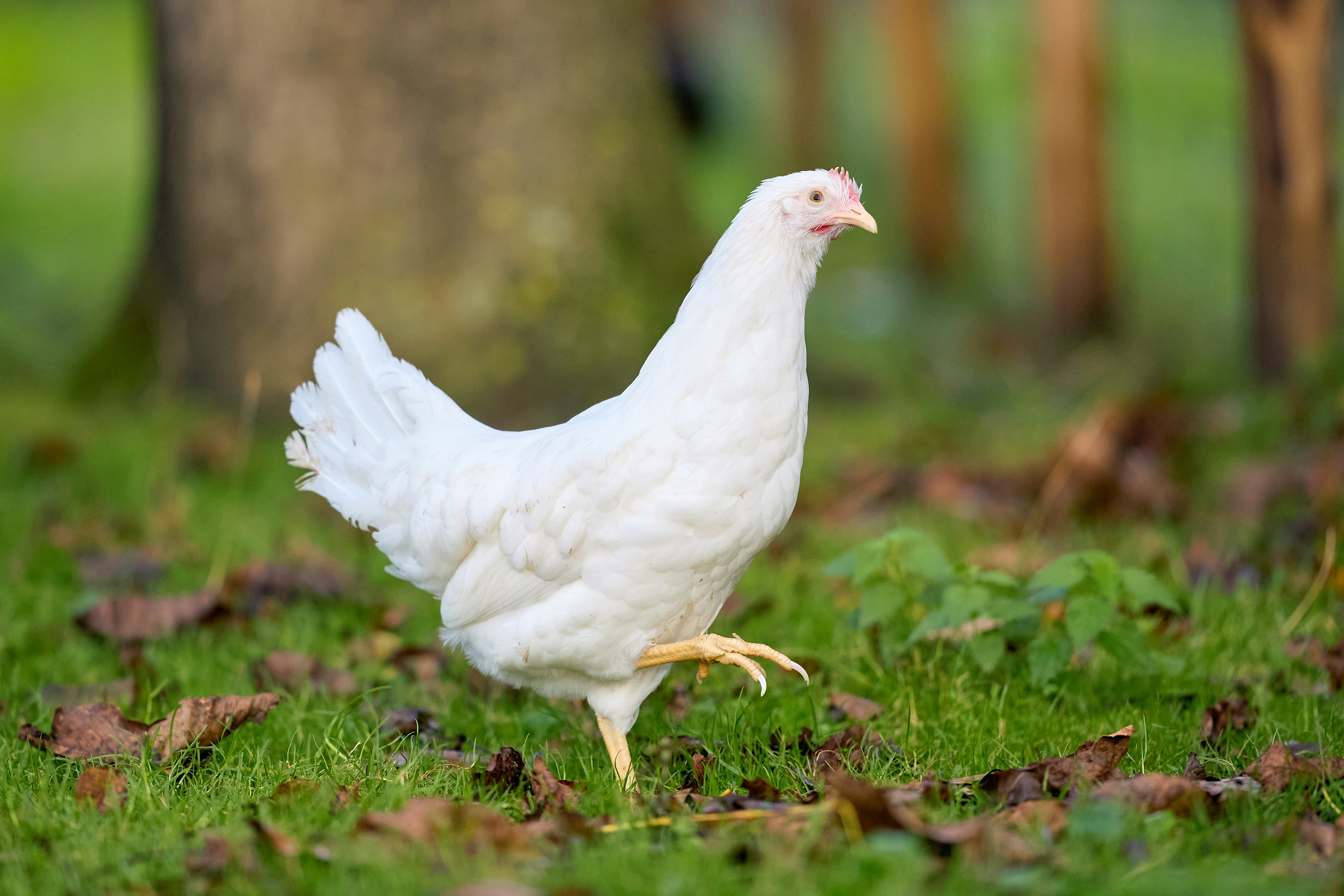 Photo by erwinbosman