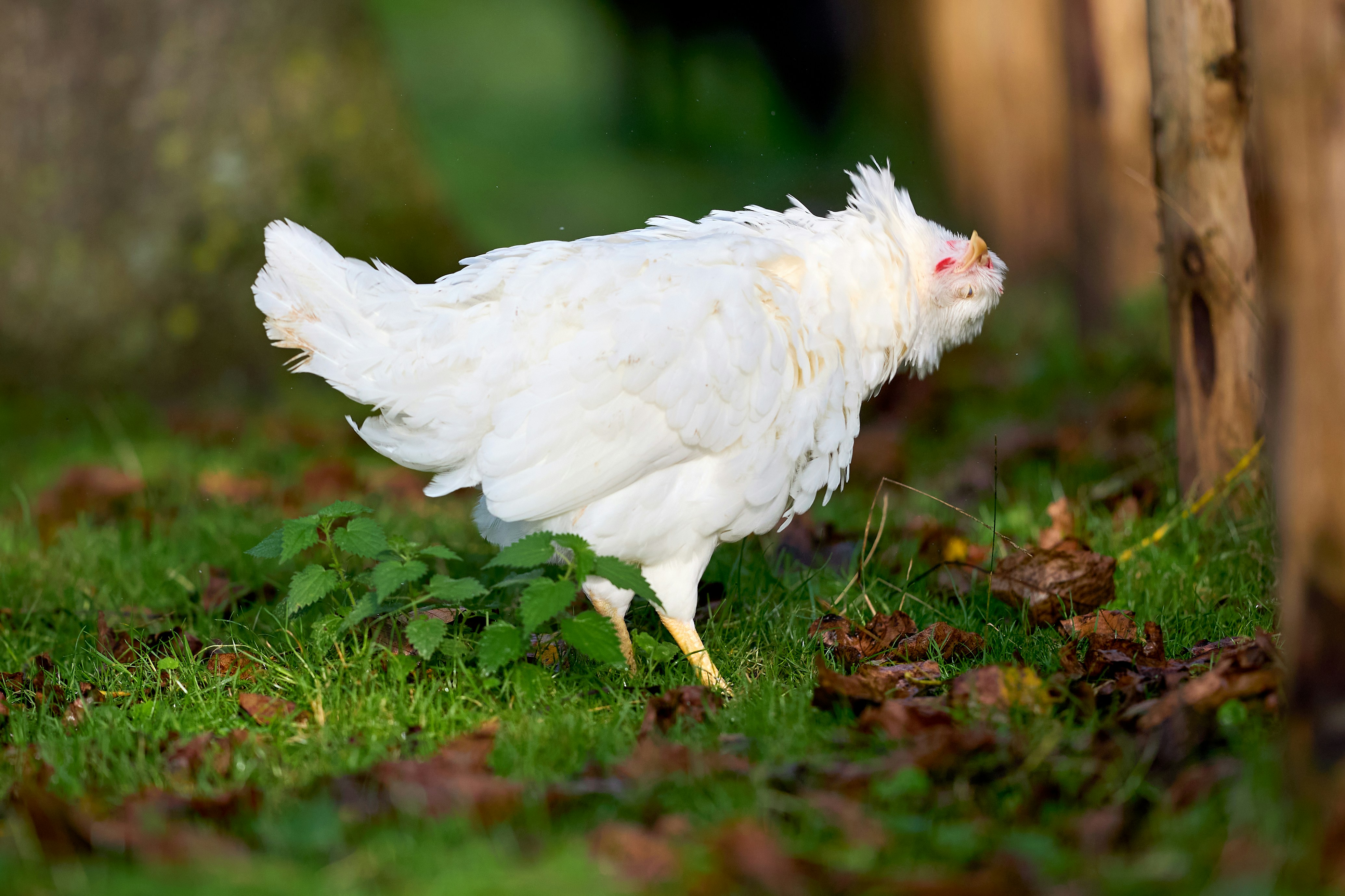 Photo by erwinbosman