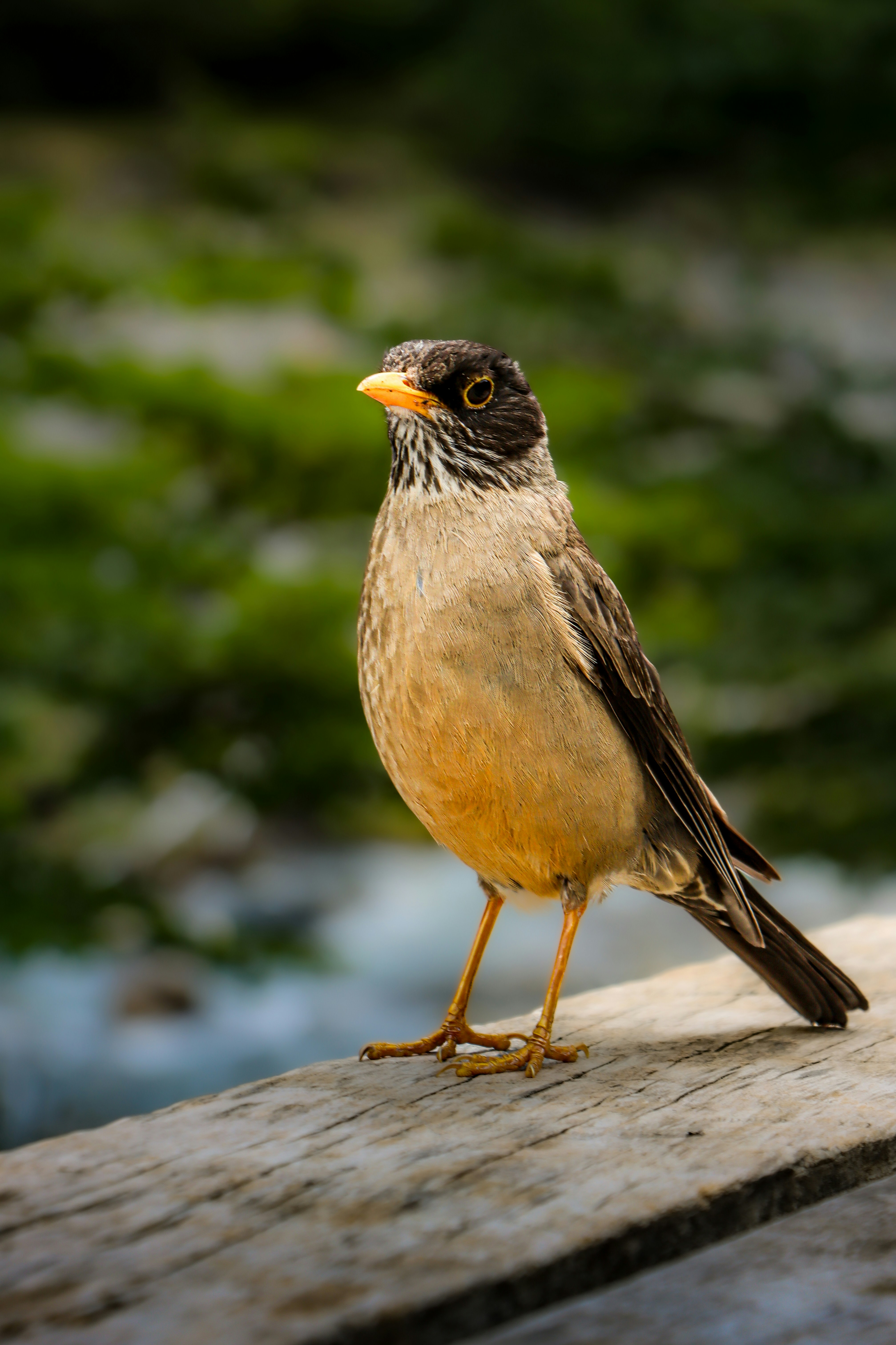 Photo by javier_flemate