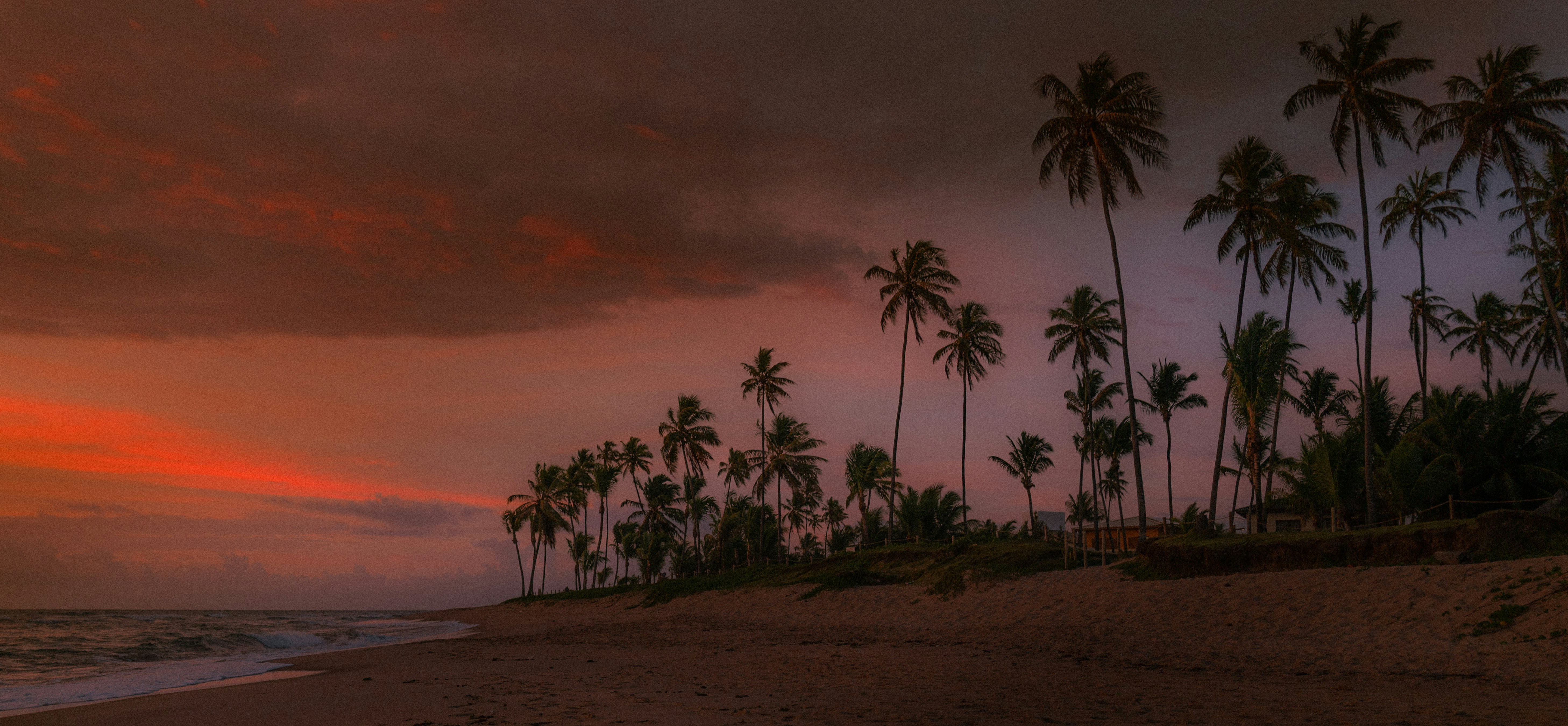Palm trees on a beach at sunset