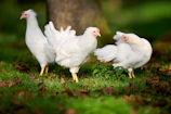 Three white chickens stand in a grassy area.