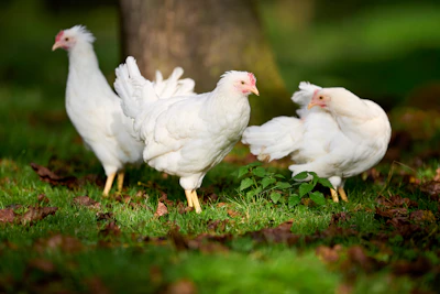Three white chickens stand in a grassy area.