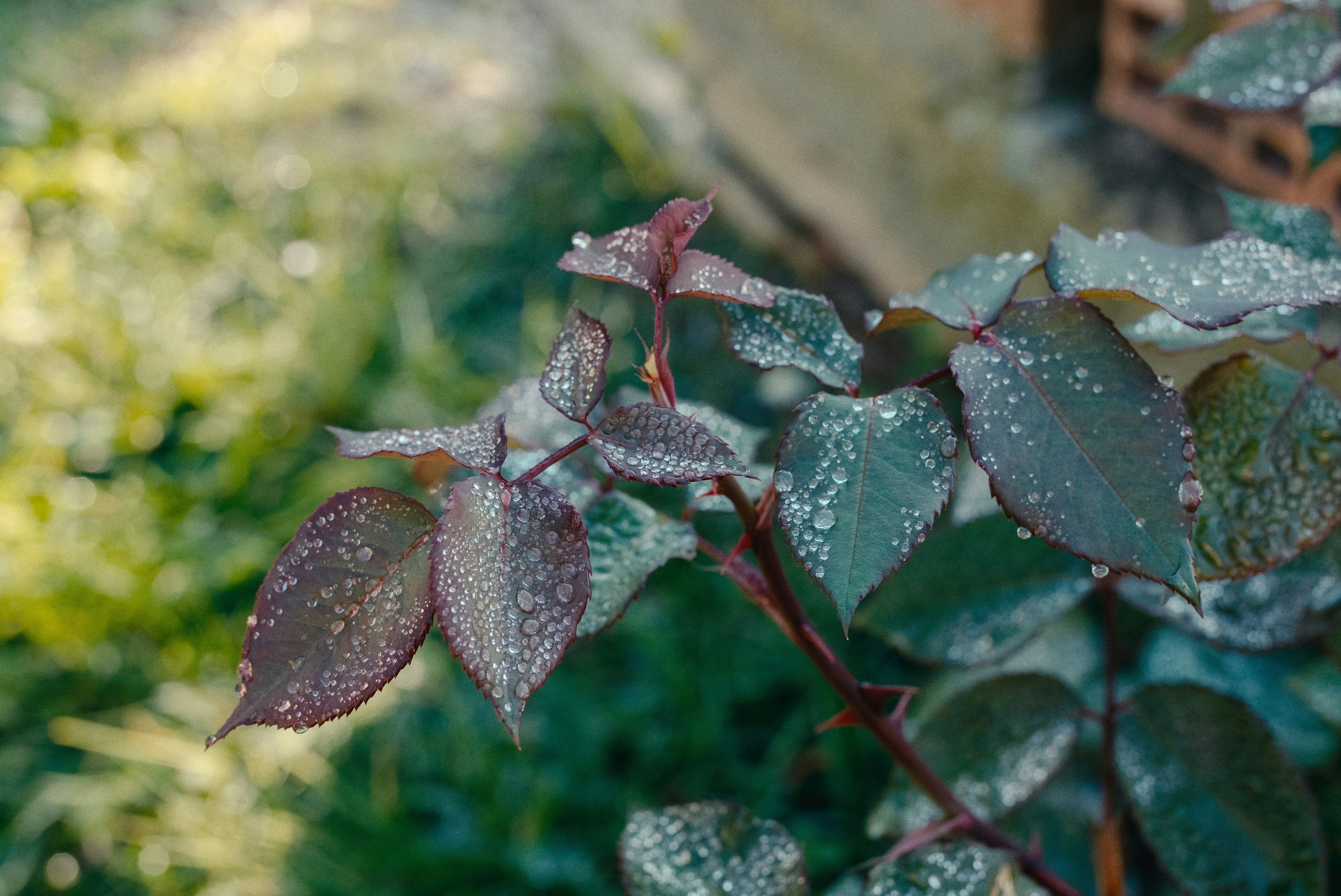 Rose bush leaves covered in water droplets
