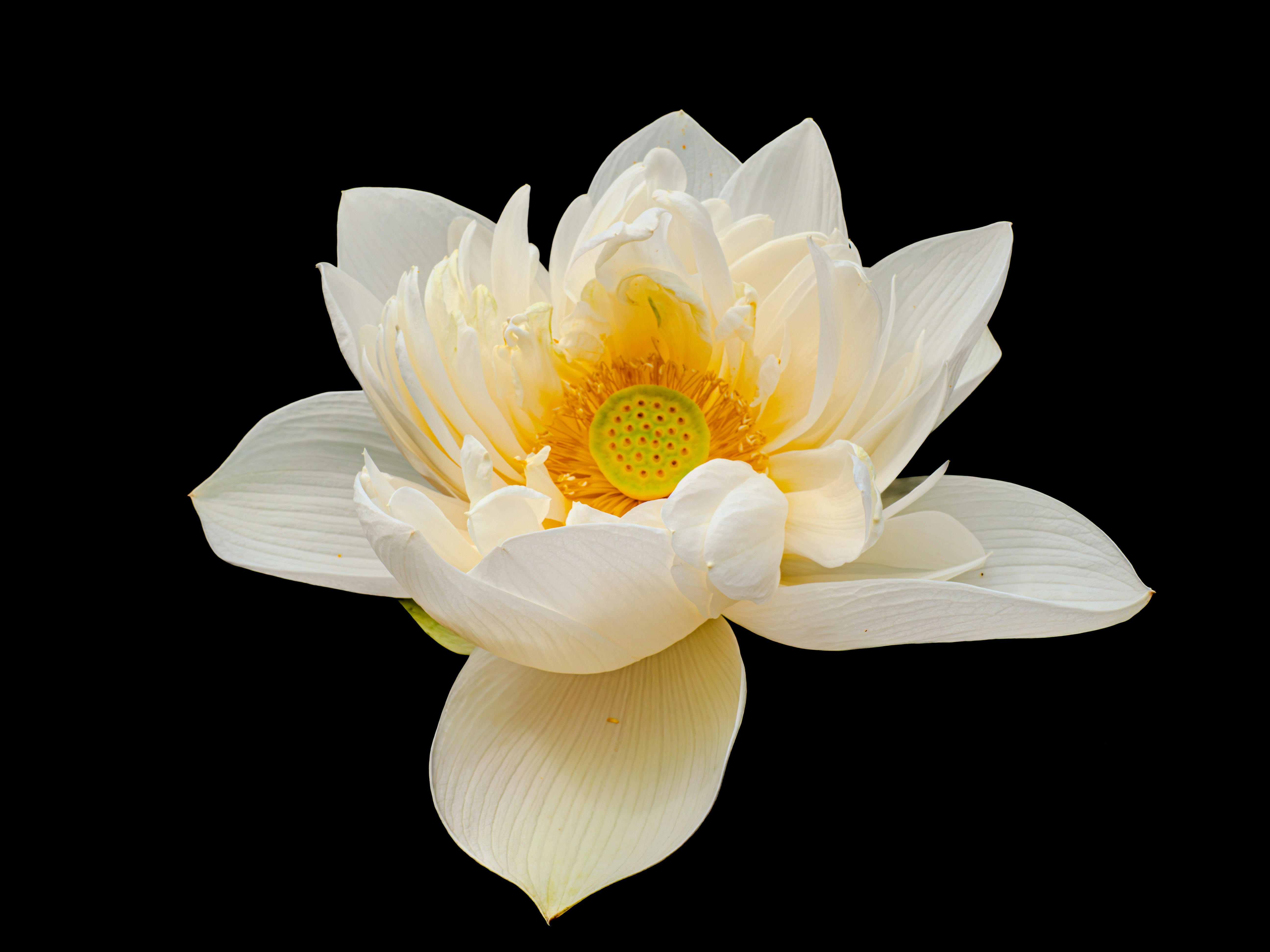 Photo by sschusterphotoart