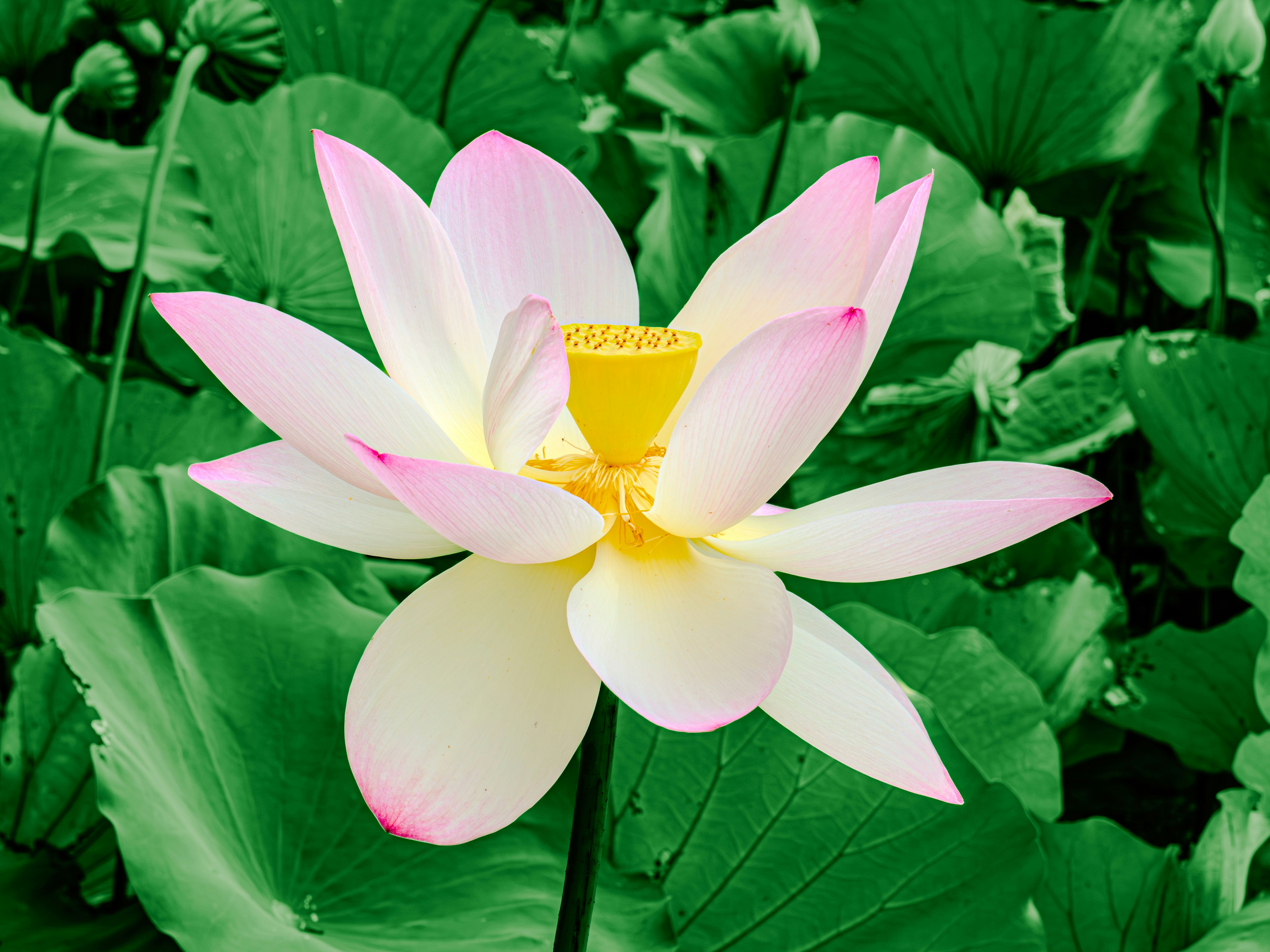 Photo by sschusterphotoart