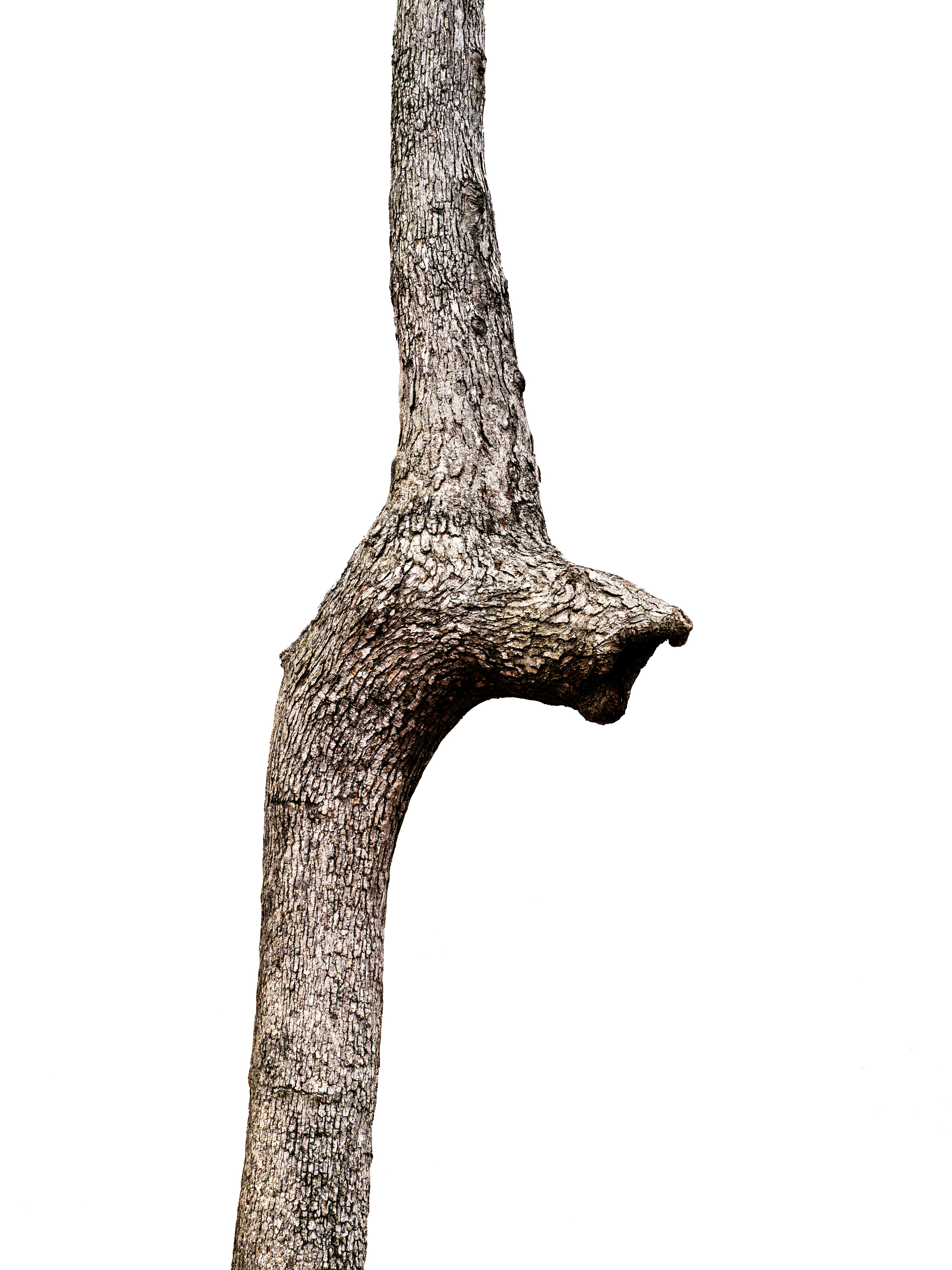 白い背景にテクスチャのある木の枝のクローズアップ