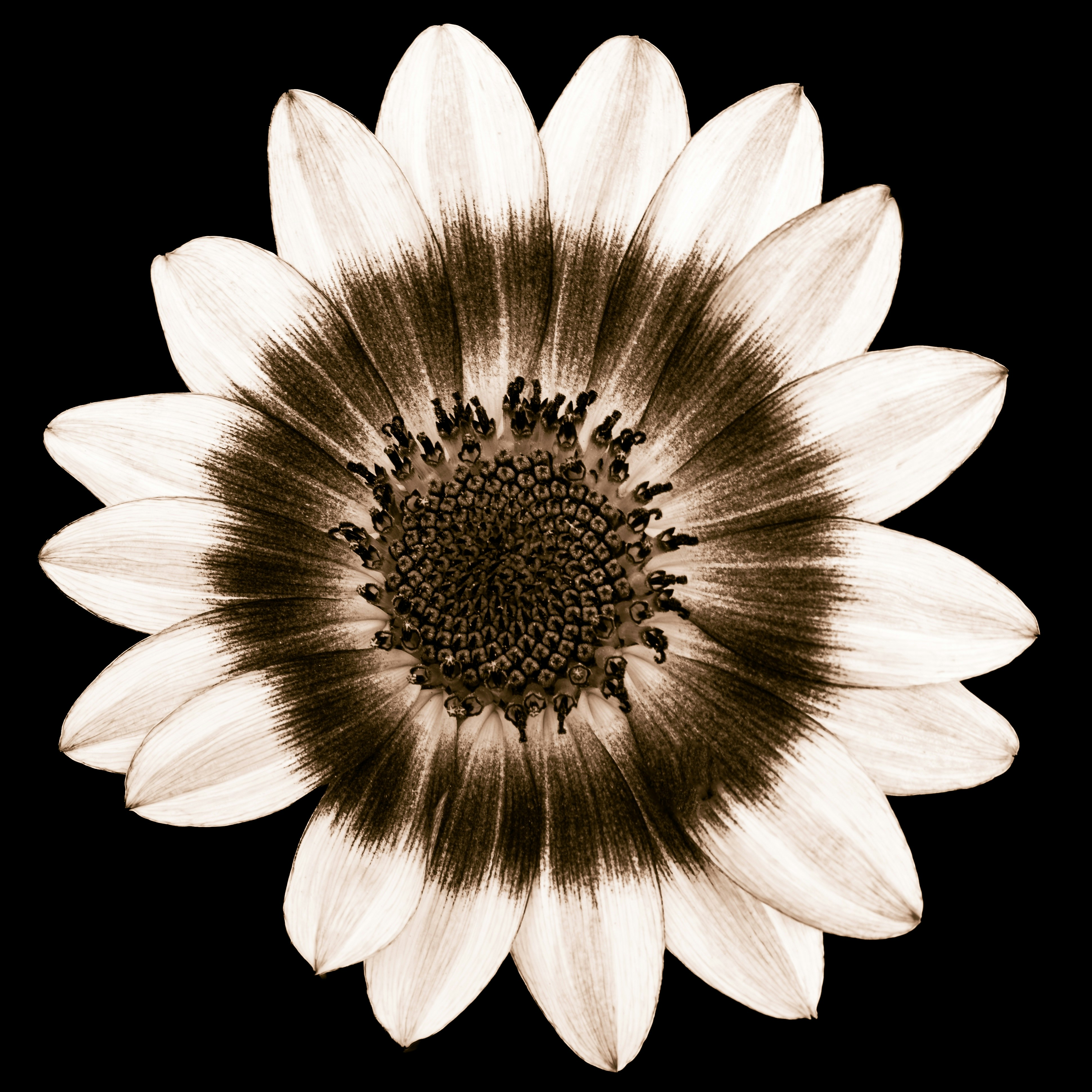 Photo by sschusterphotoart