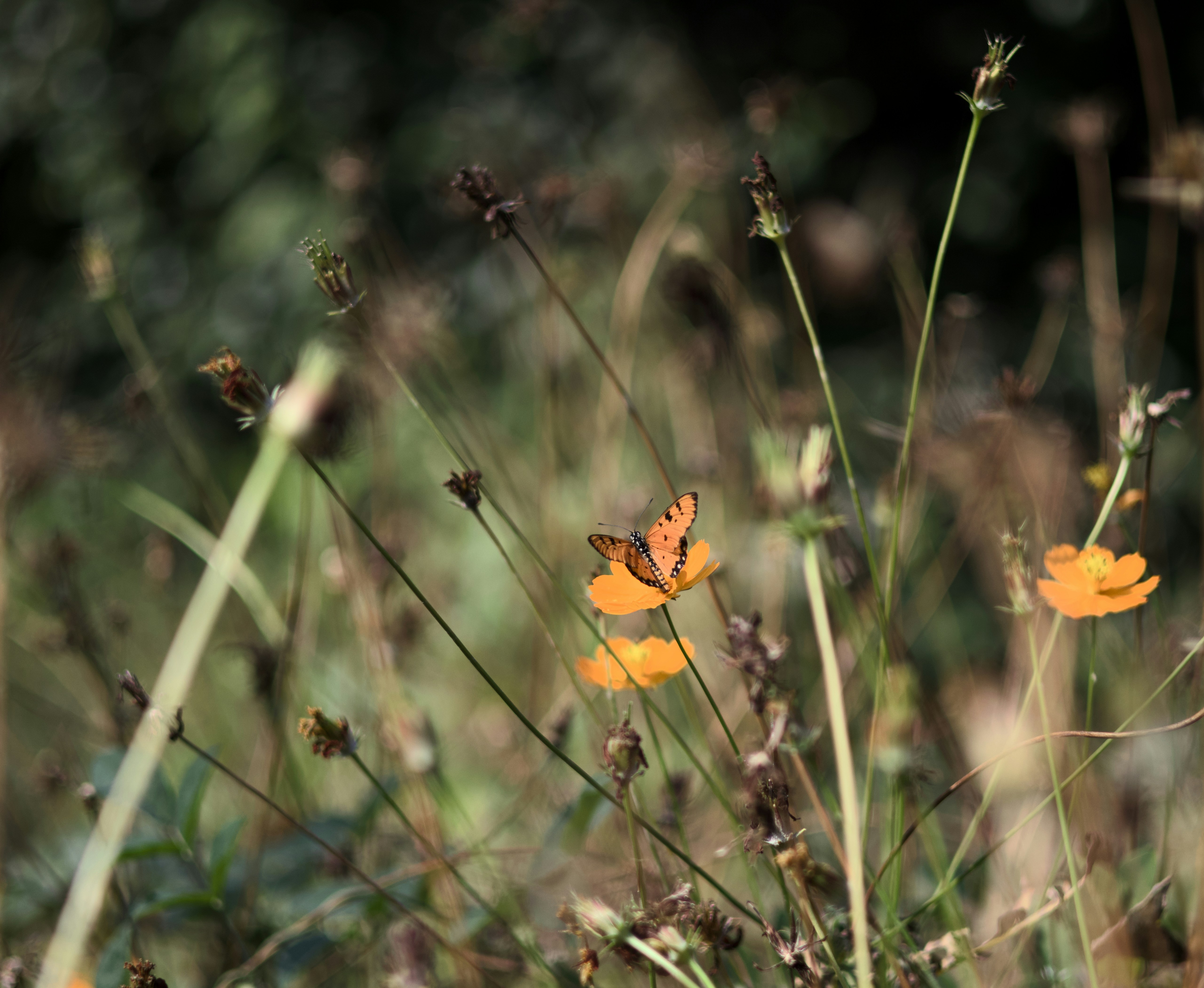 Photo by cine_photons