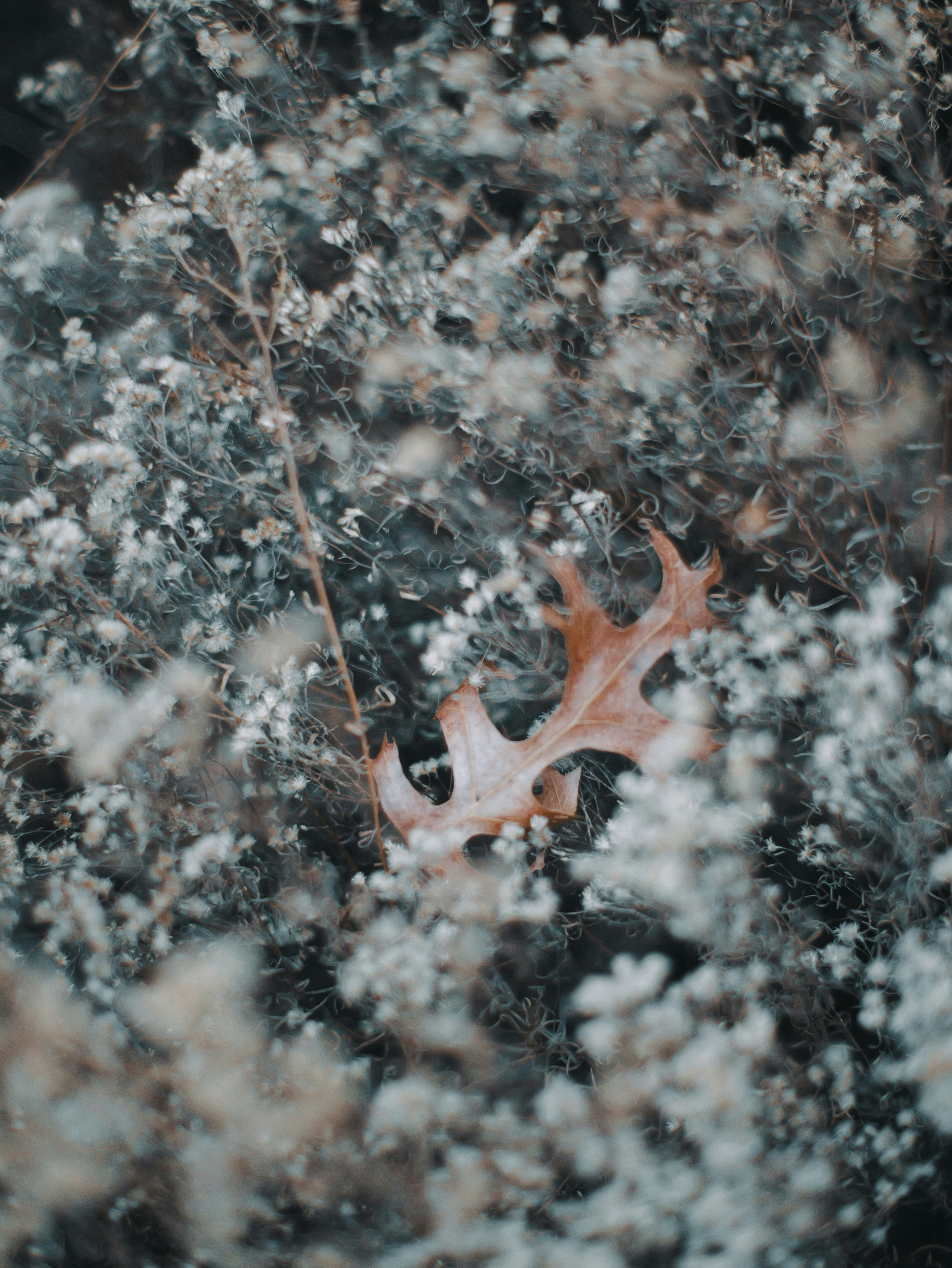 A single fallen oak leaf rests among small white flowers.