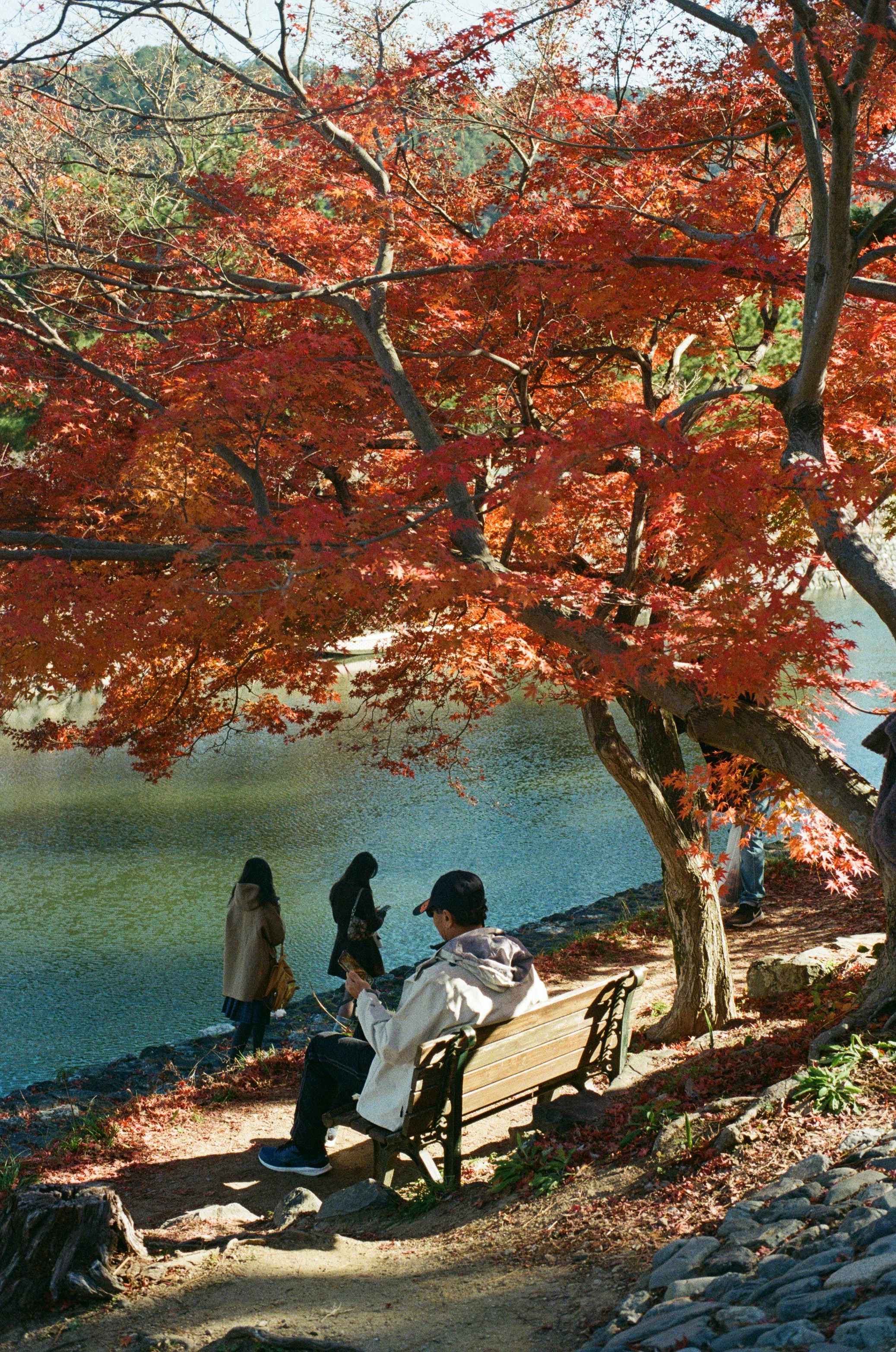 People by a lake under autumn maple trees