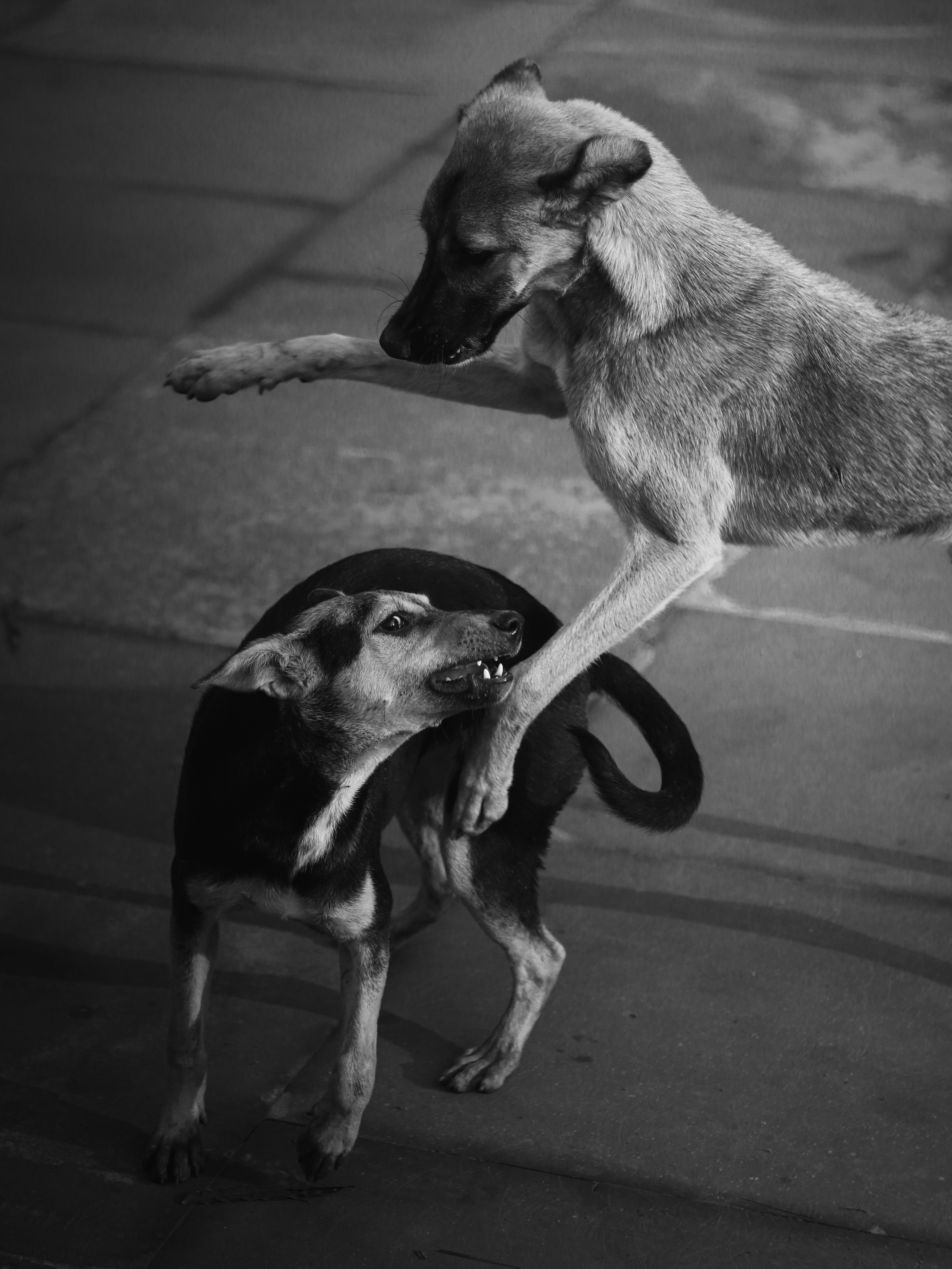 Two dogs playfully interacting outdoors.
