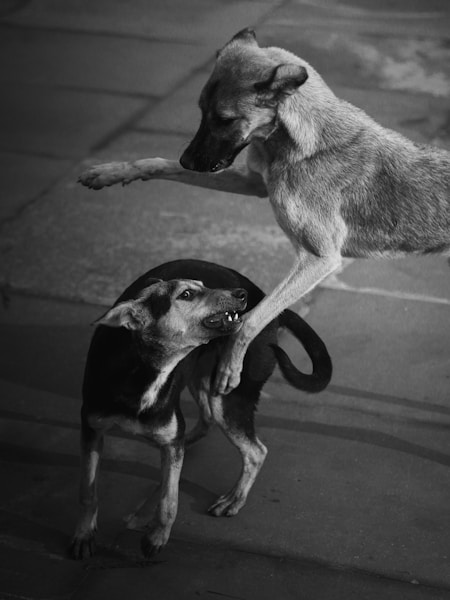 Dog Aggression: Types, Causes and How to Manage It Safely