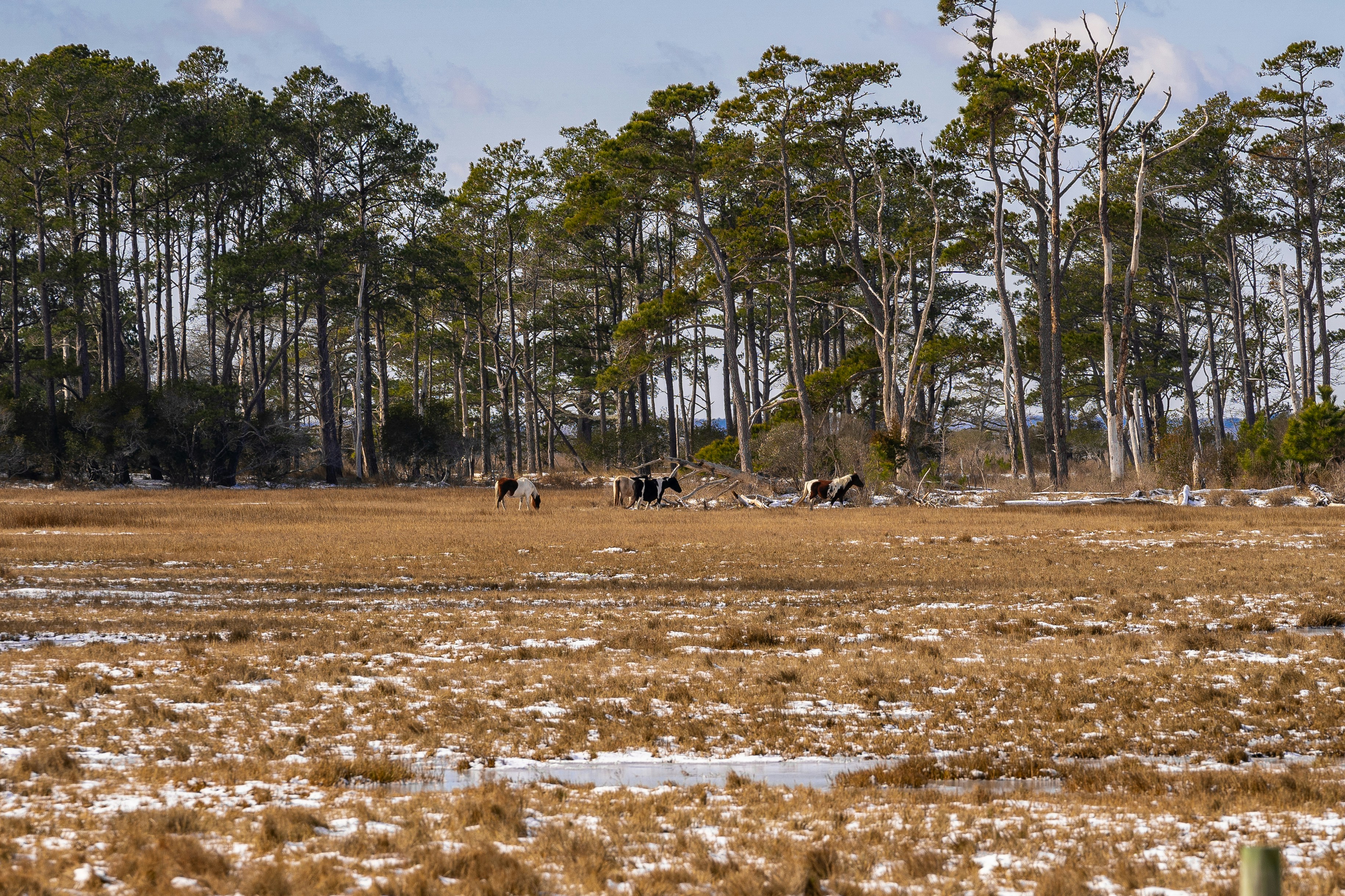 Cows grazing in a dry field with pine trees.