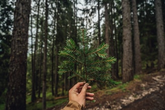 Hand holding a small pine branch in a forest.