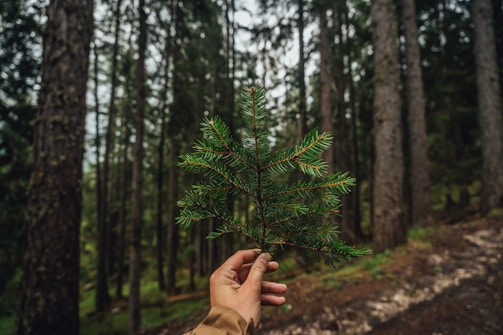 Hand holding a small pine branch in a forest.