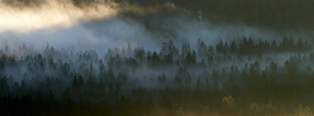 Misty forest with sunlight filtering through trees