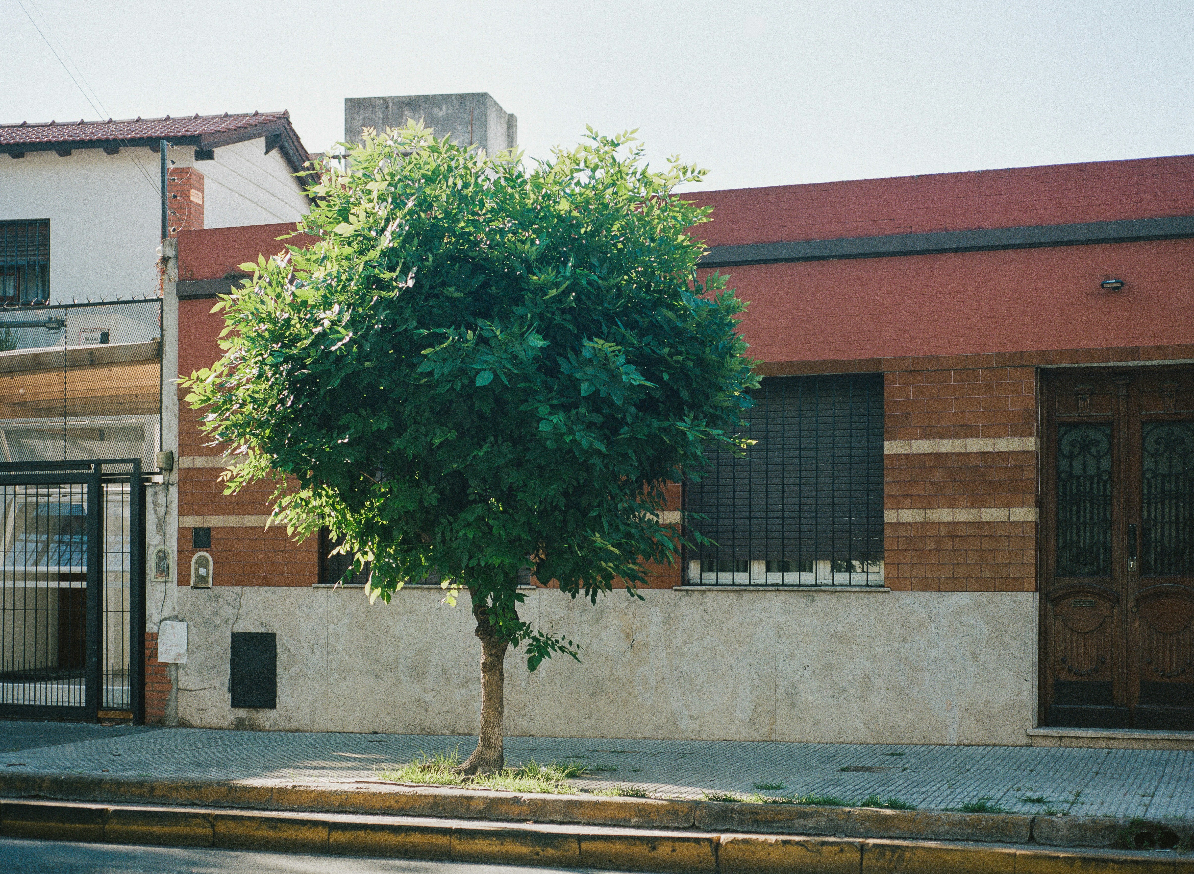 A solitary tree stands on a sidewalk.