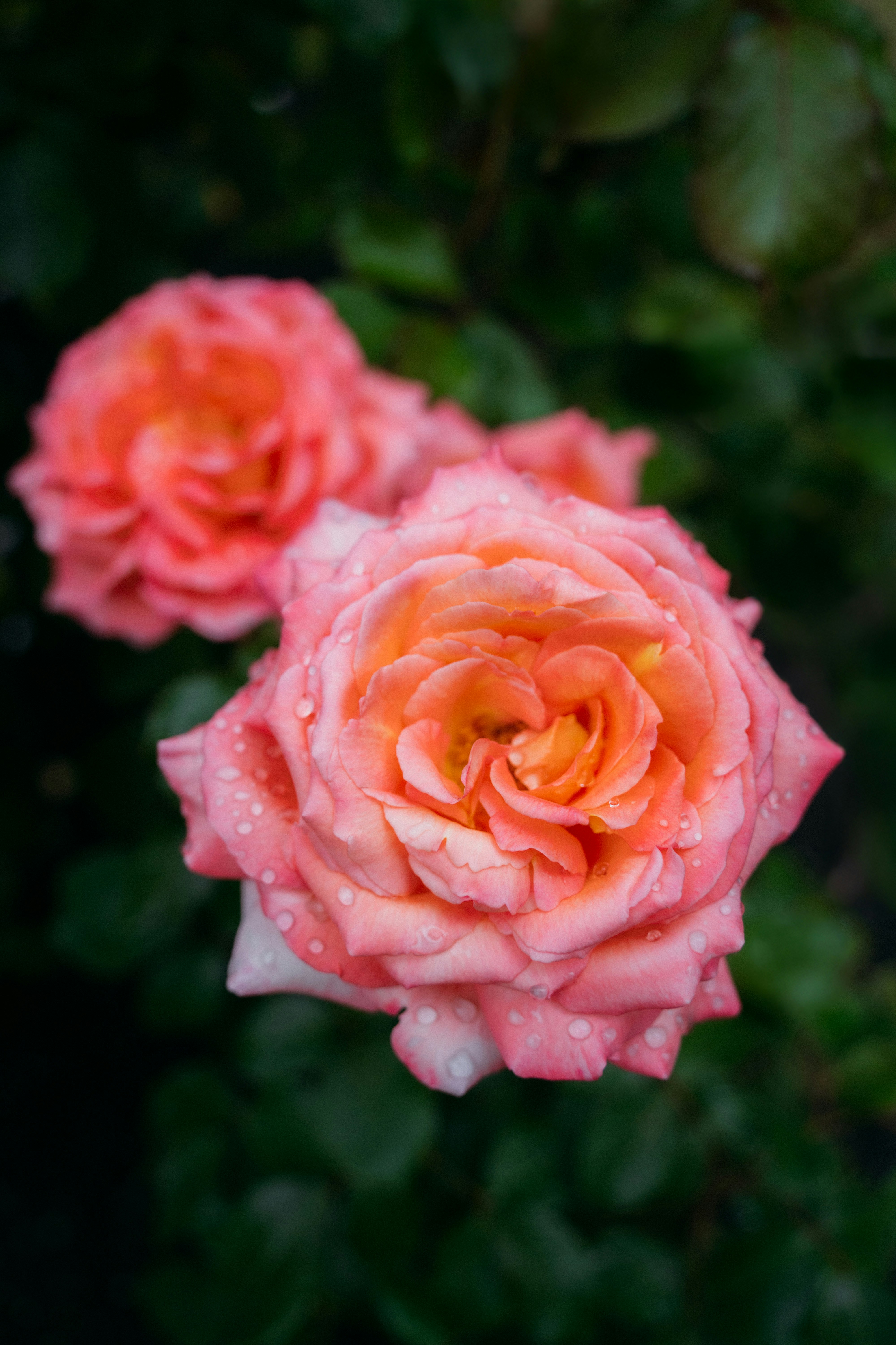 Photo by eleonoraartemiaphoto