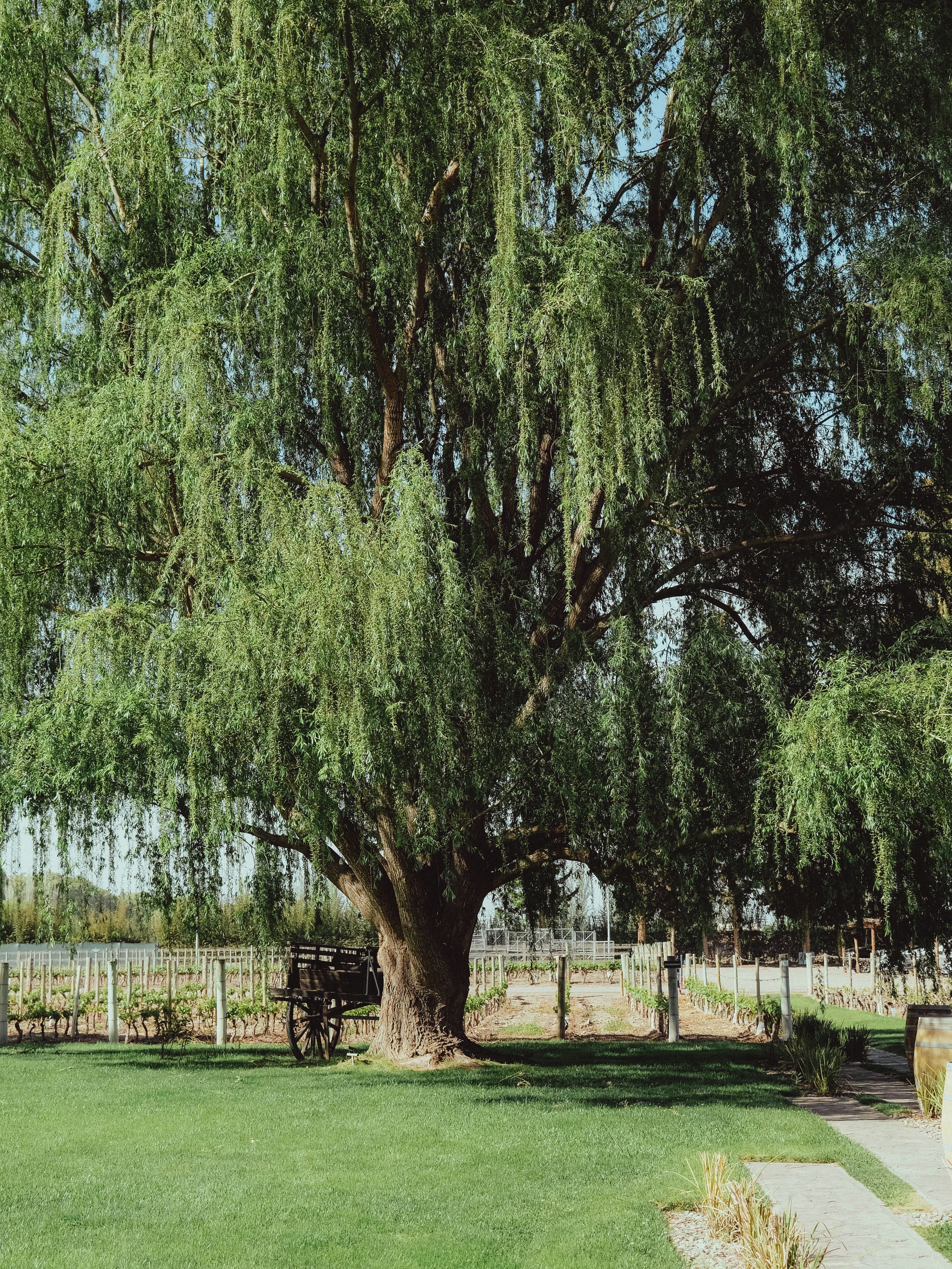 Gran sauce llorón en un jardín cubierto de césped.