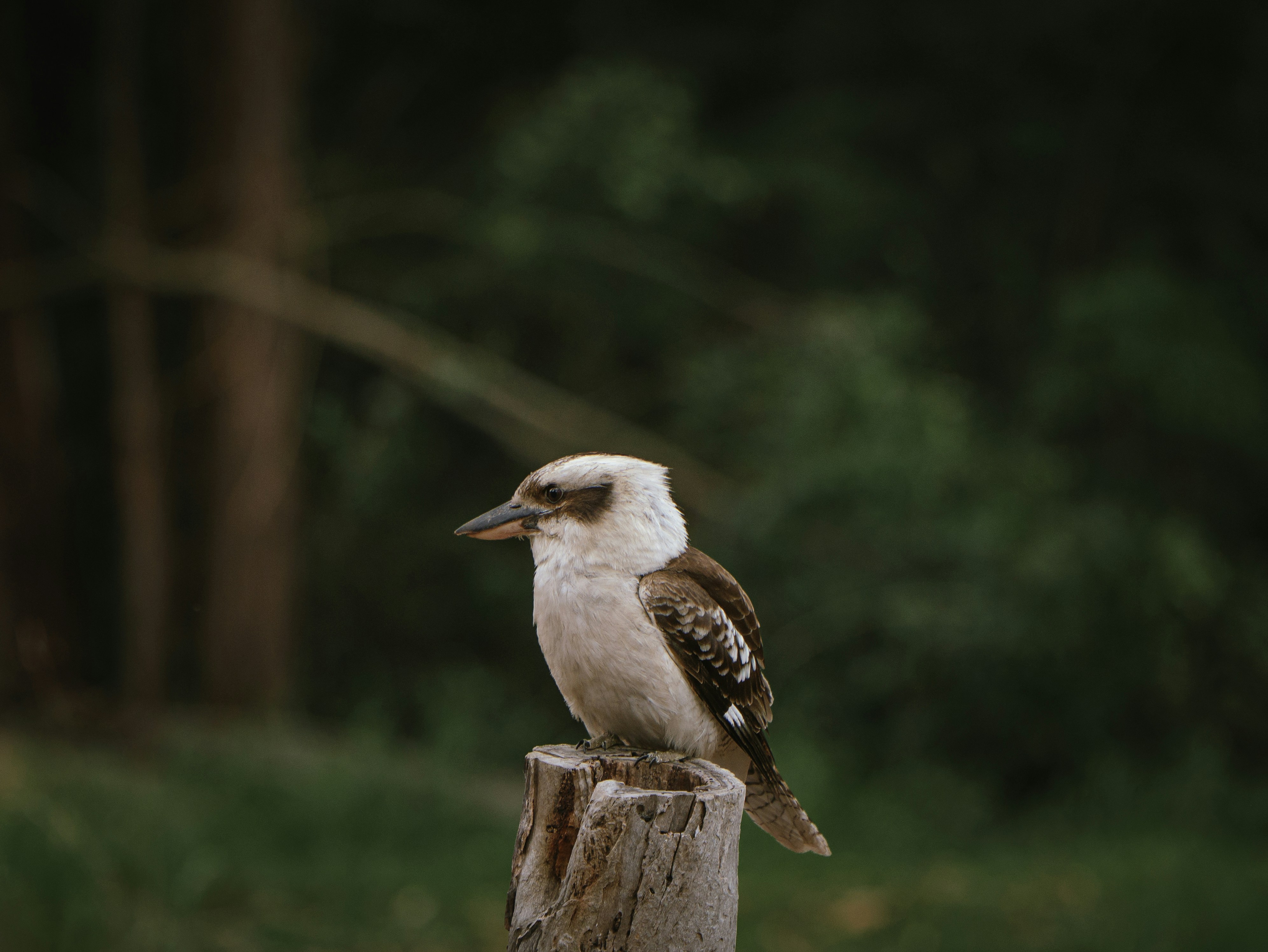 A kookaburra perched on a wooden post.