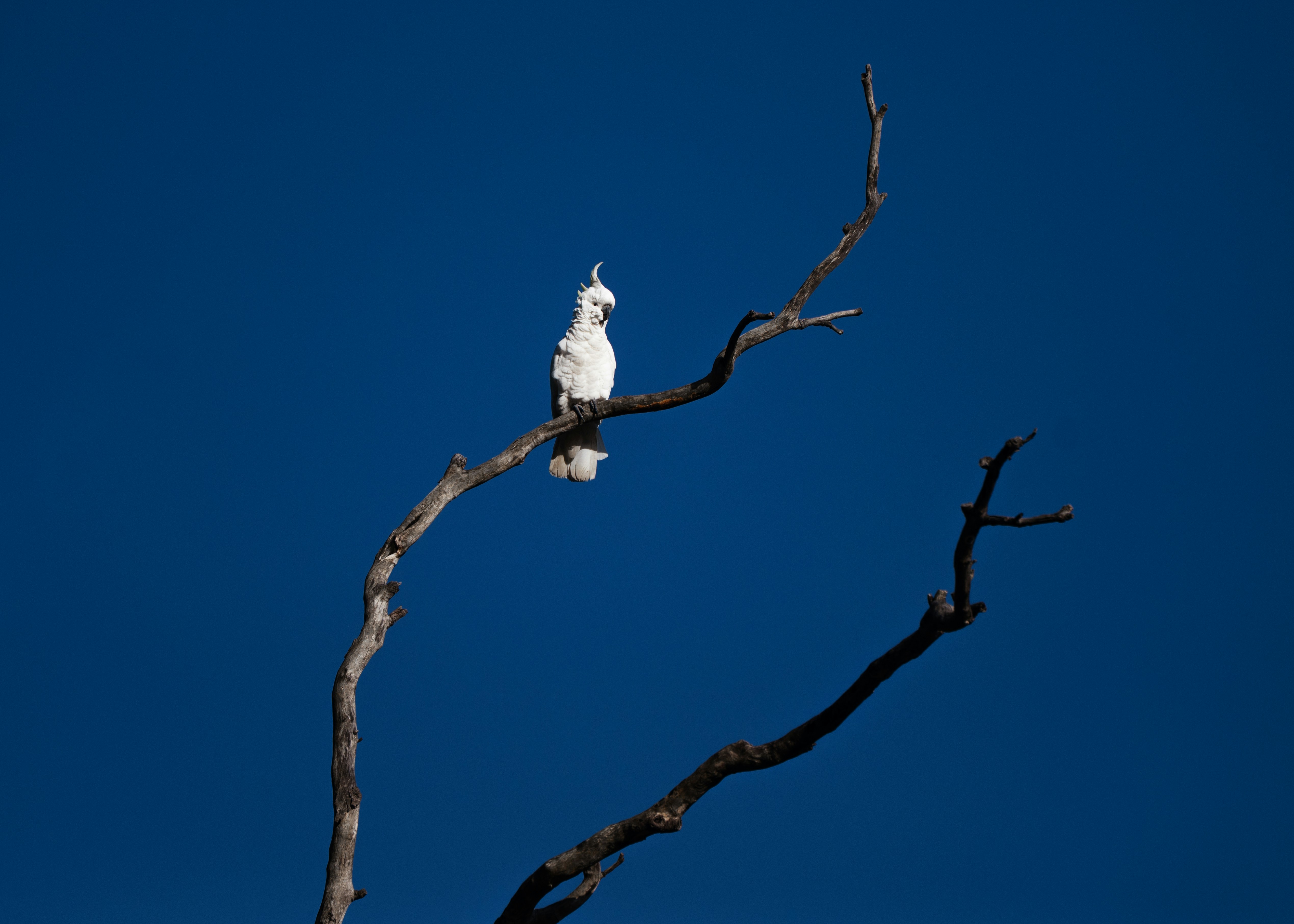 A white cockatoo perched on a dead tree branch.