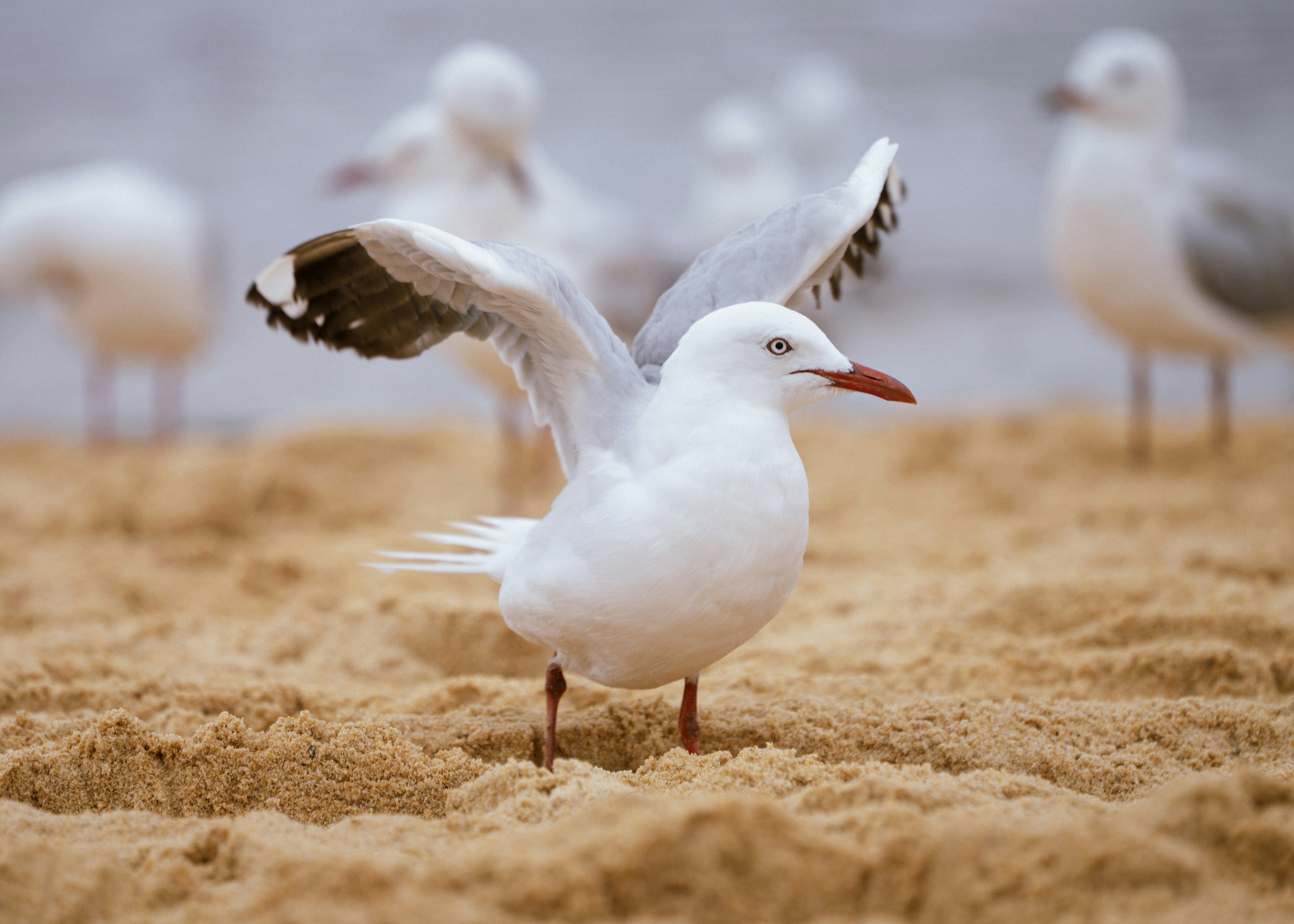 Seagull with wings spread on sandy beach