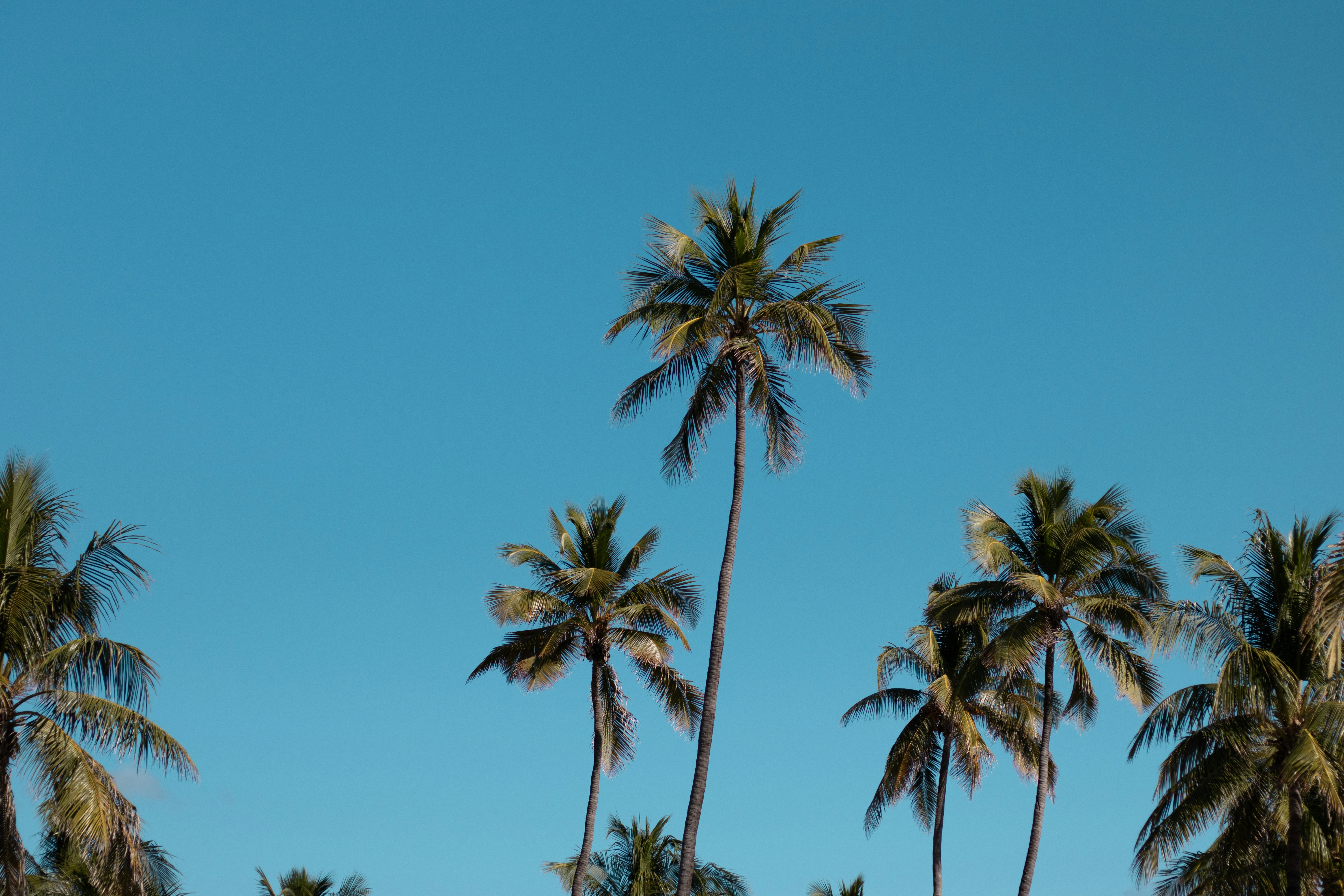 Palm trees against blue sky