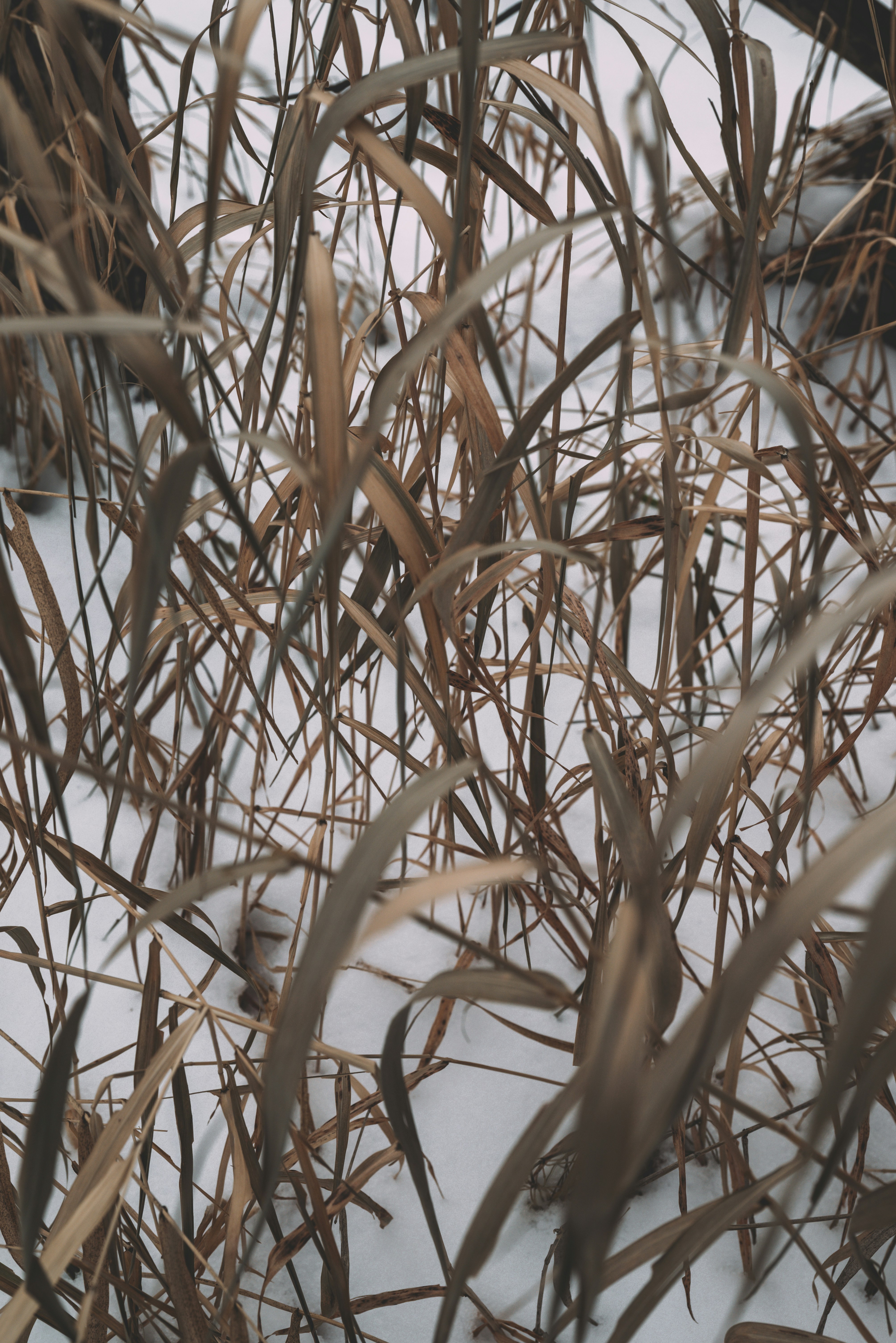 Dry grass stands tall in the snow.