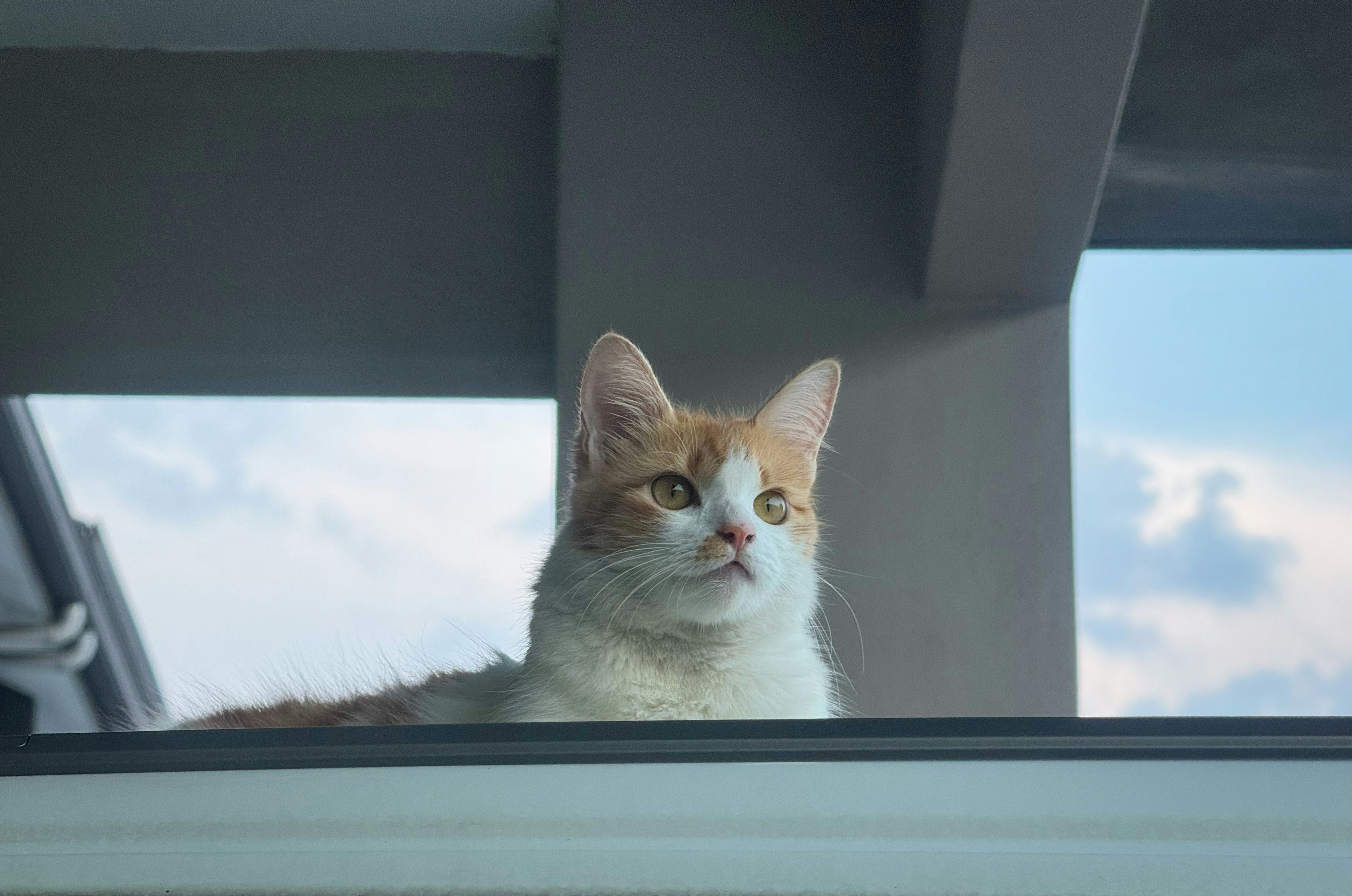 Cat Sitting By Window Looking Outside