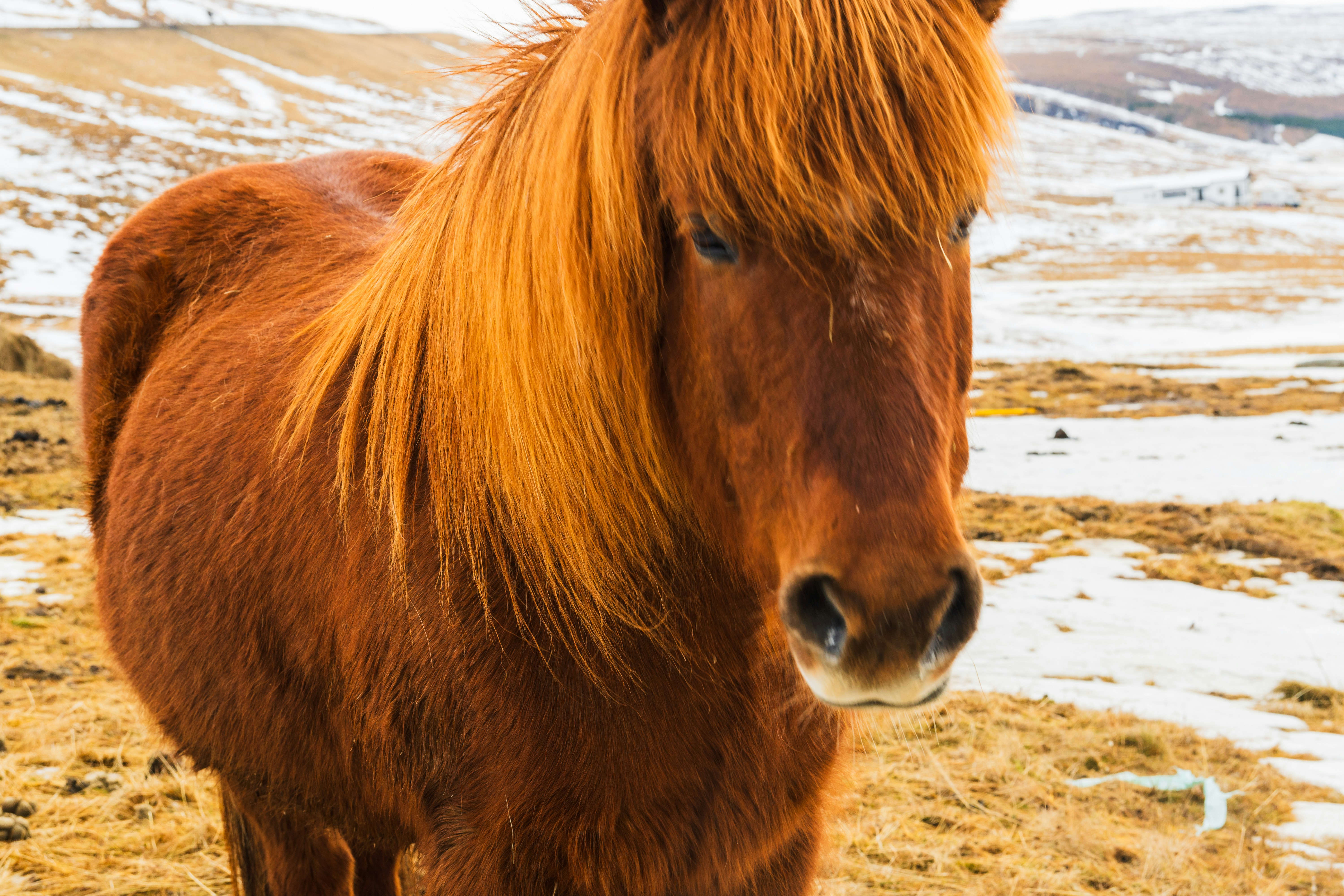 A brown horse stands in a snowy field.