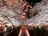 Cherry blossoms illuminate canal at night with lanterns
