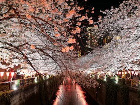 Cherry blossoms illuminate canal at night with lanterns