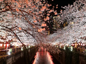 Cherry blossoms illuminate canal at night with lanterns