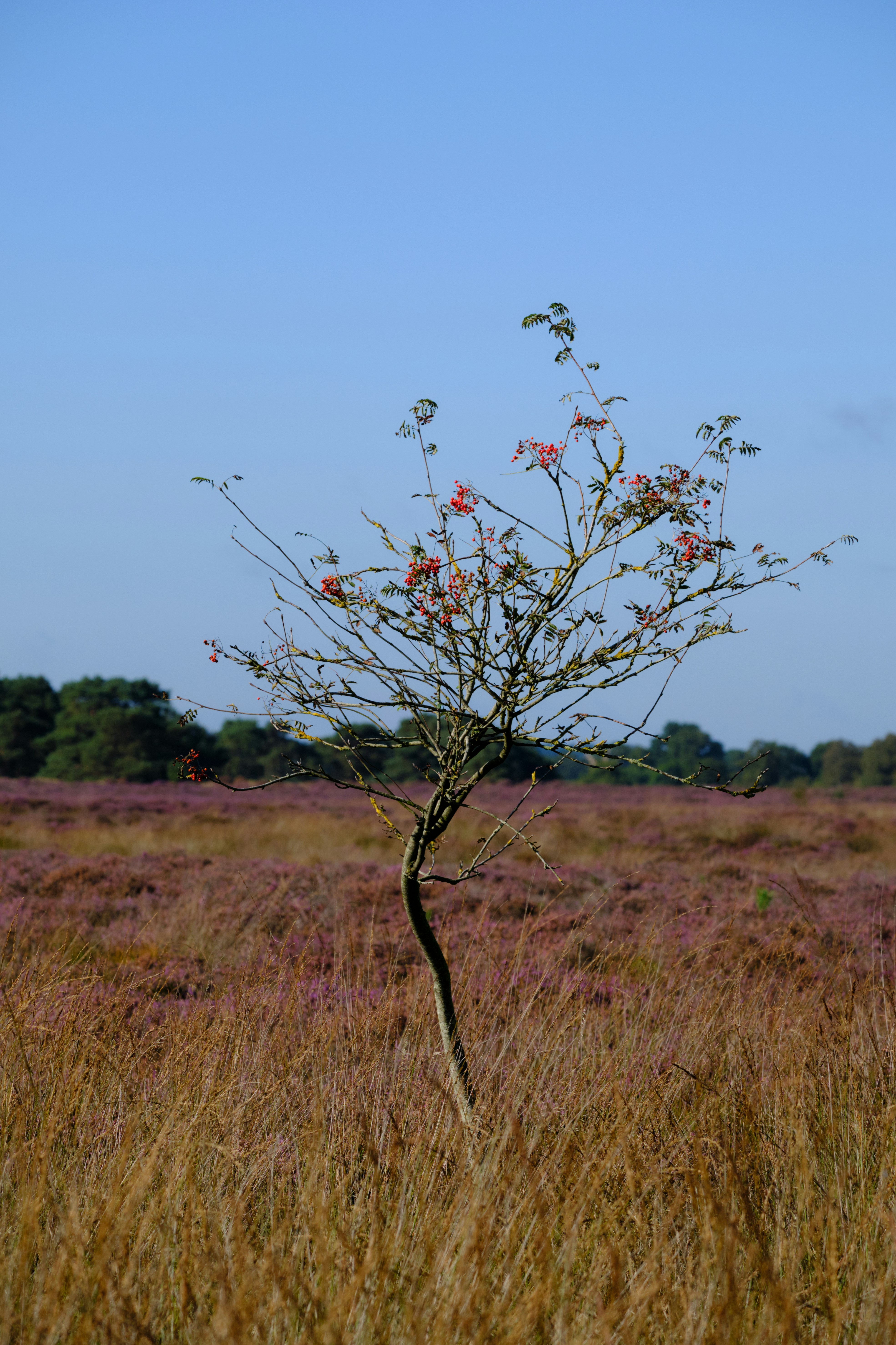 Uma árvore solitária está em um campo de urze.